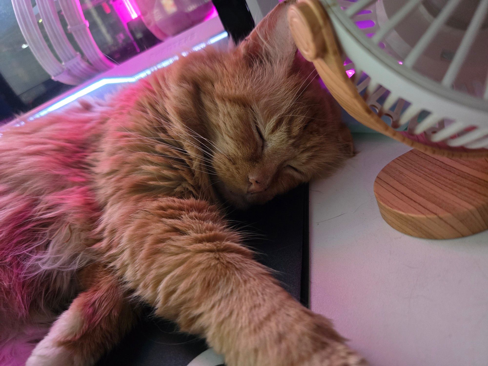 Closeup of orange cat sleeping on mousepad