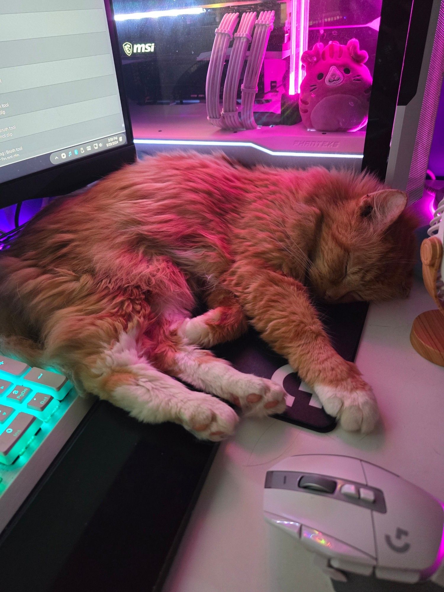 Orange cat sleeping on mousepad