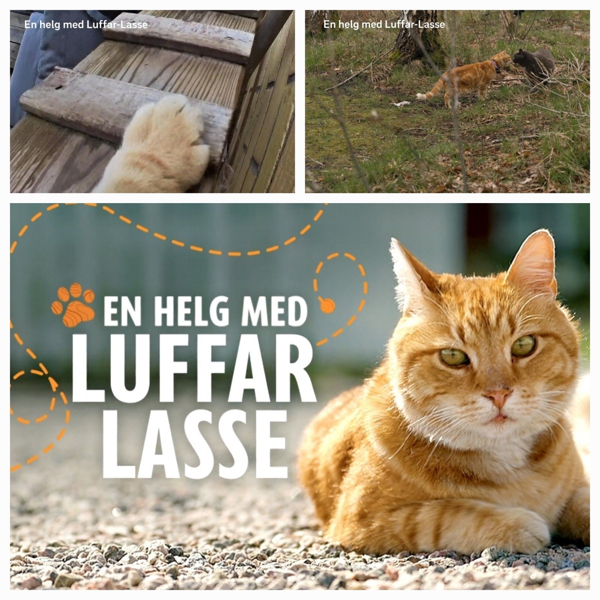 A three-part collage of an orange cat named Luffar-Lasse (1) walking down a ramp (from Lasse's point of view, only a paw visible), (2) meeting another cat outside, (3) lounging on a driveway with the text "En helg med Luffar-Lasse" next to him.