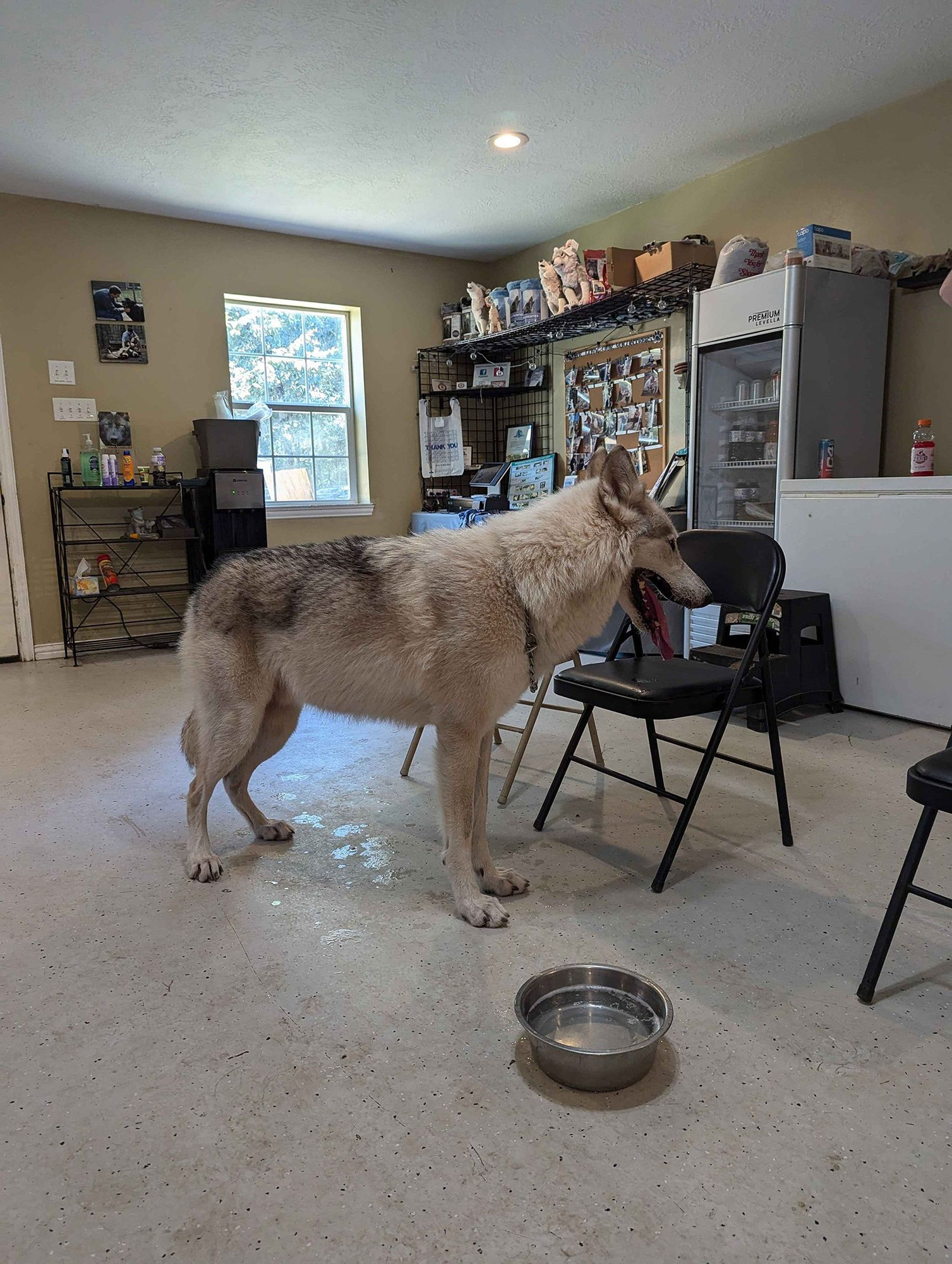 A photo of a mostly white/tan wolfdog standing in the middle of a room with linoleum flooring and fridges and freezers in the background along with wolfdog merchandise and various bug sprays and sunblock next to a water cooler.  The wolfdog is standing in front of a couple of folding chairs and facing to the right of the image with its mouth open and tounge out.  To the right of the wolfdog and in the foreground is a metal bowl of drinking water.