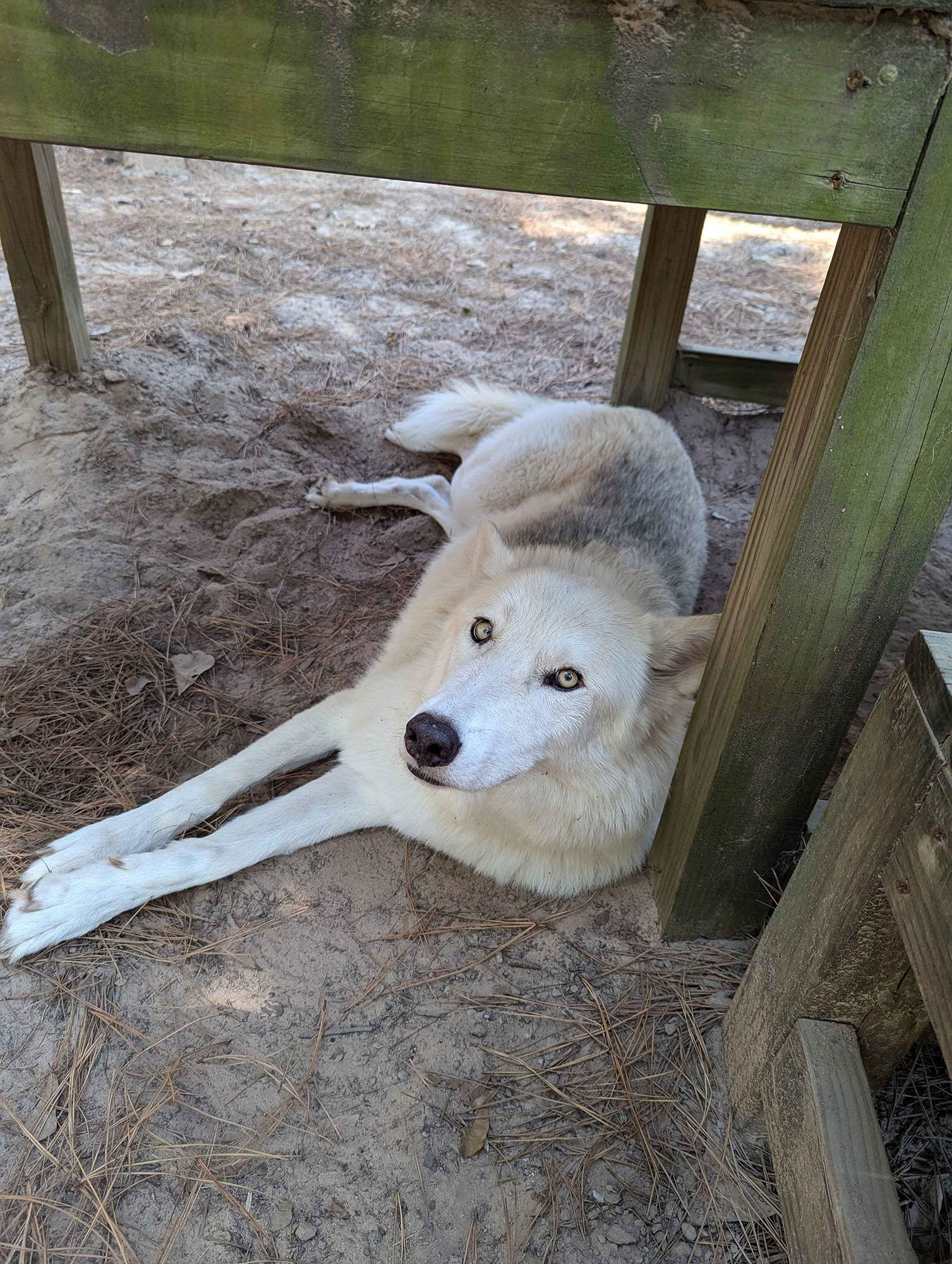 A photo of a mostly white wolfdog with gold gold eyes laying under a wooden platform and looking very relaxed.