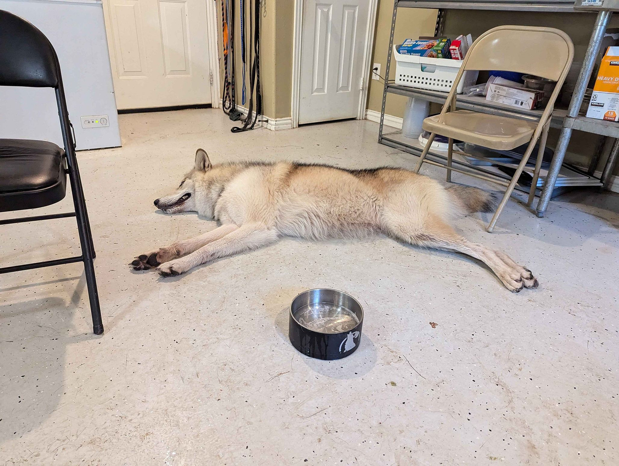 A photo of another wolfdog in the same room as the previous image.  This one is, again, mostly white/tan with brown and black accenting.  In front of it and in the foreground is yet another metal bowl of water.