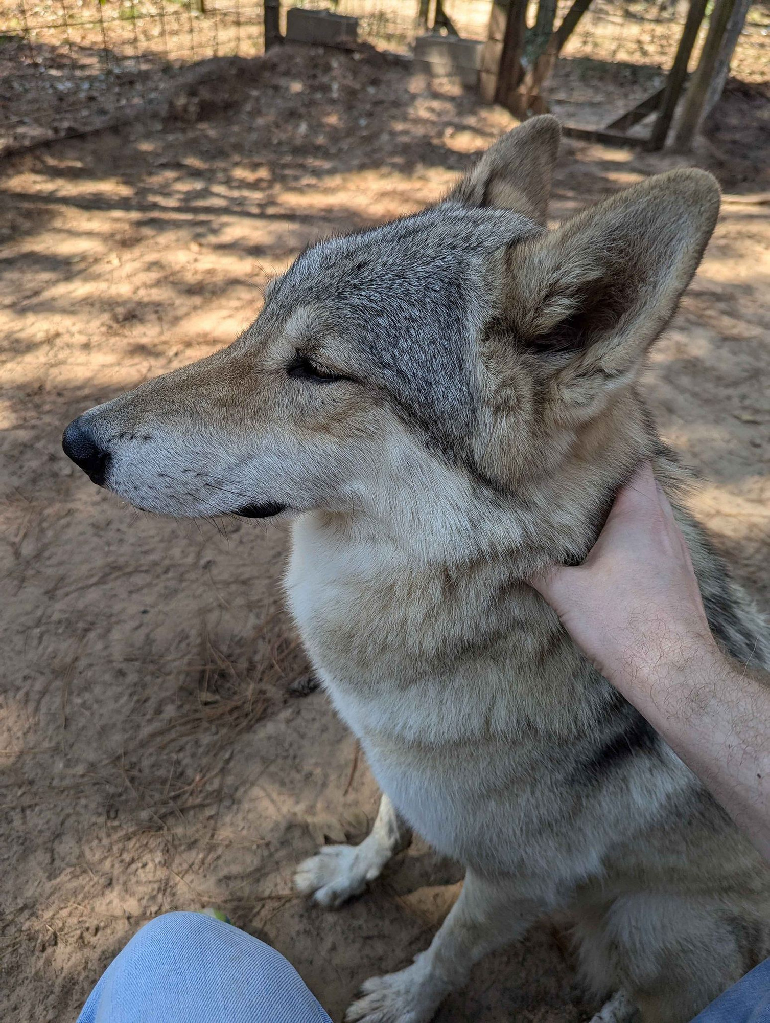 A photo of a mixed color wolfdog that is mostly a light tan color but with grey and black accenting and patches of a slightly darker brown.  He is sitting down and getting rubbed on his neck and his eyes are narrow and relaxed as he stares off into the distance to the left side of the photo.