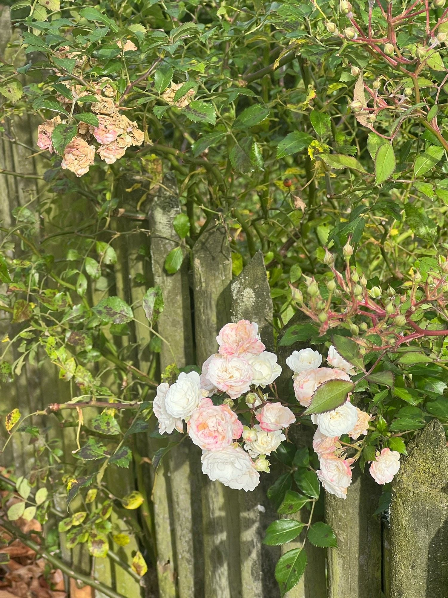 Blassrosa Kletterrosen an einem Jägerzaun