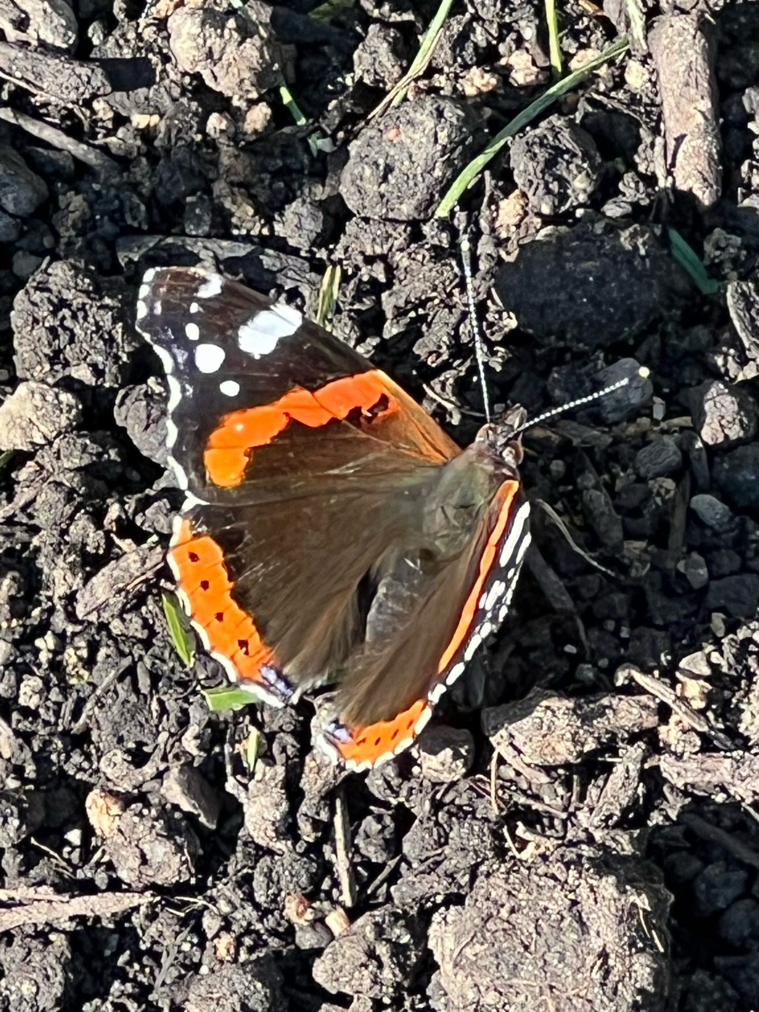 Admiral (Schmetterling) sitzt auf dem Boden, sonnt sich und saugt Wasser aus der krümeligen Erde.