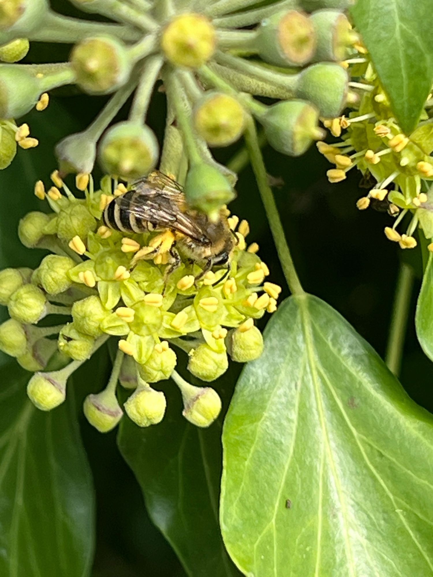 Biene auf Efeublüte