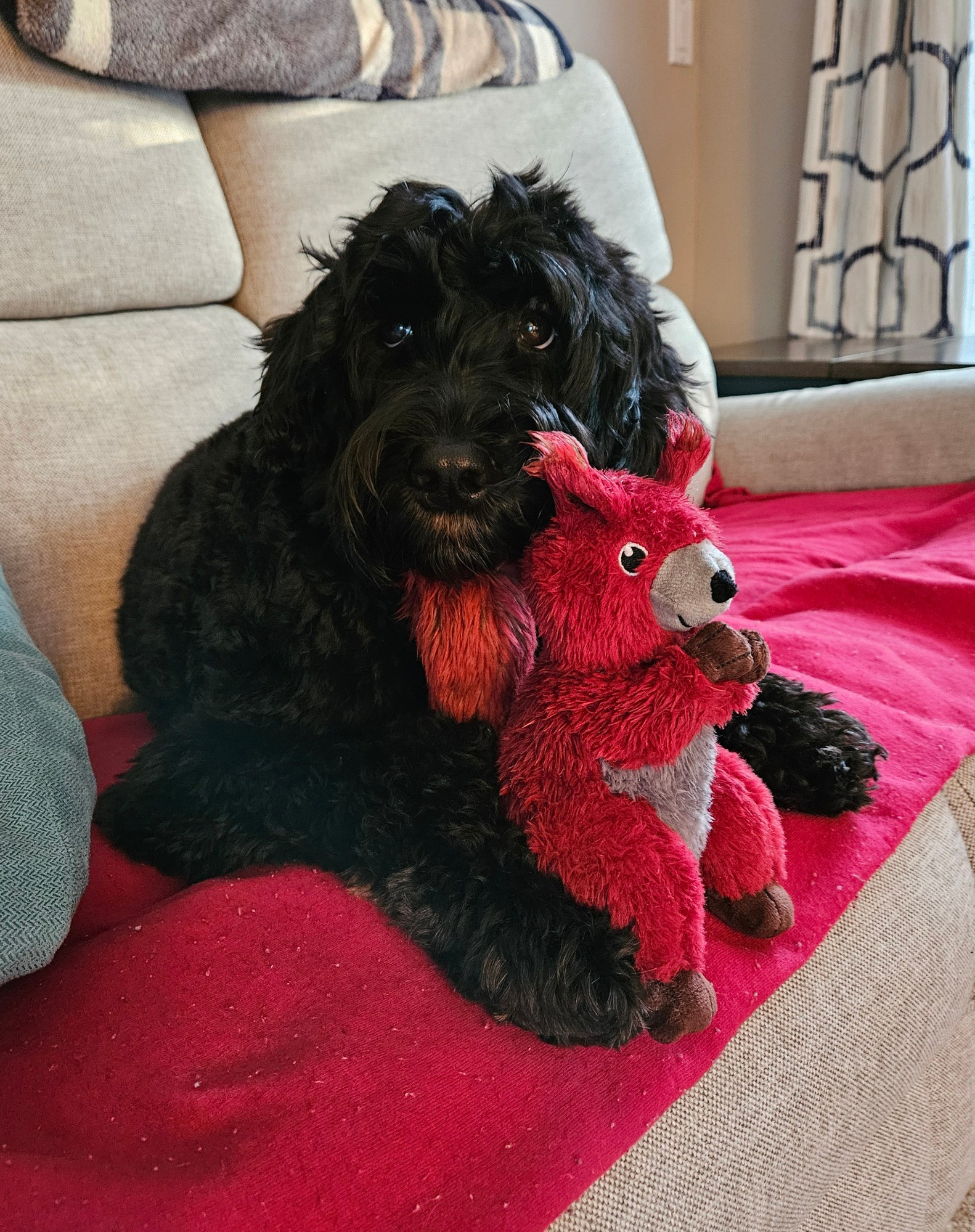 Black labradoodle named Murph holding a stuffed red squirrel sitting on a couch.