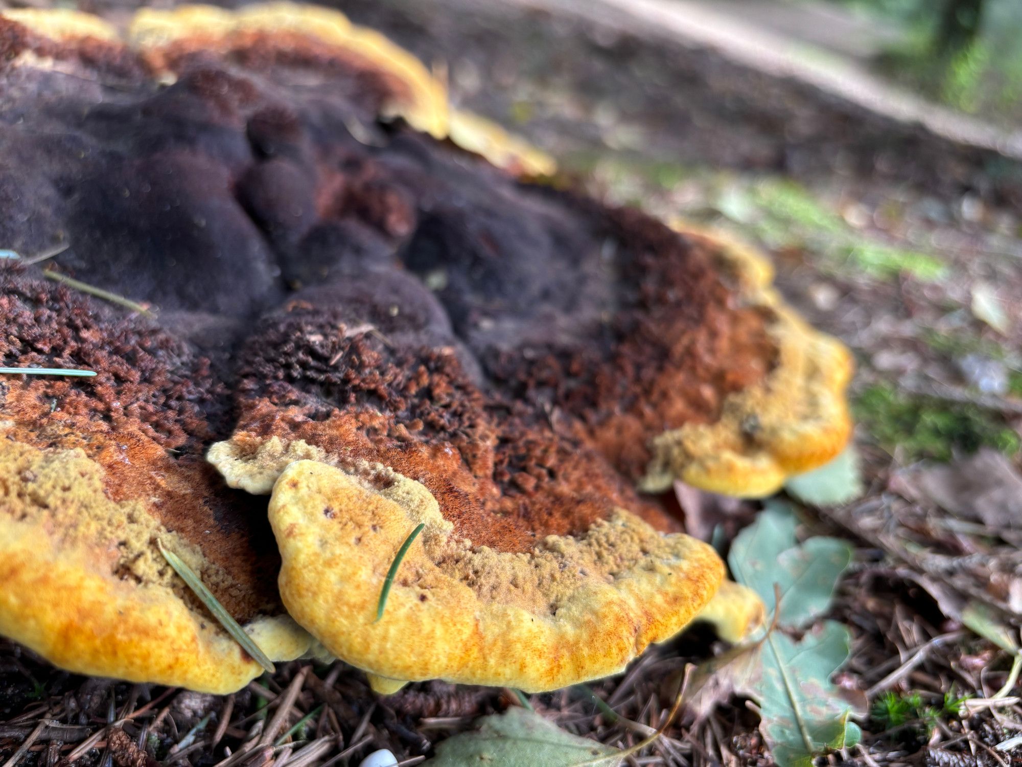 Flat mushroom the size of a large pancake, with black center and bright yellow edges.