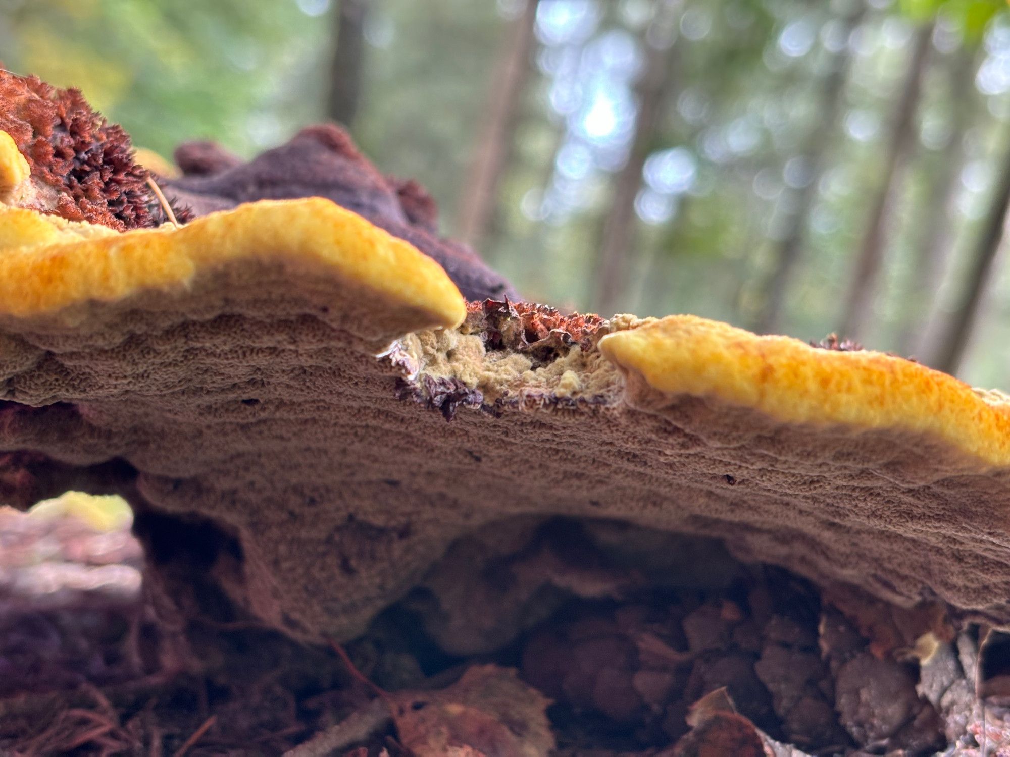 View from below a flat mushroom the size of a large pancake that has  bright yellow edges and a structure similar to velvet.