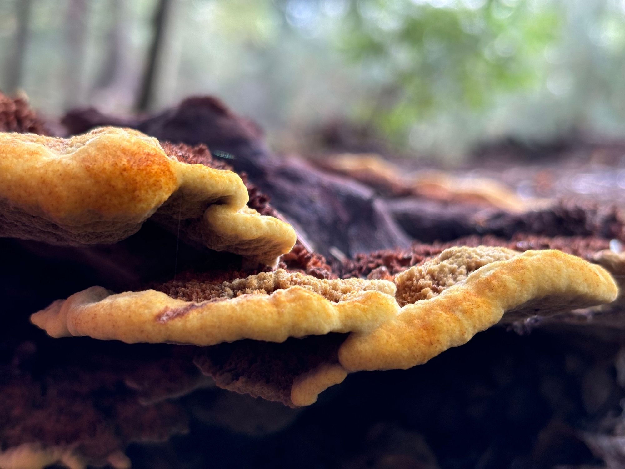 Side view of the edge of a flat mushroom the size of a large pancake, with black center and bright yellow edges.