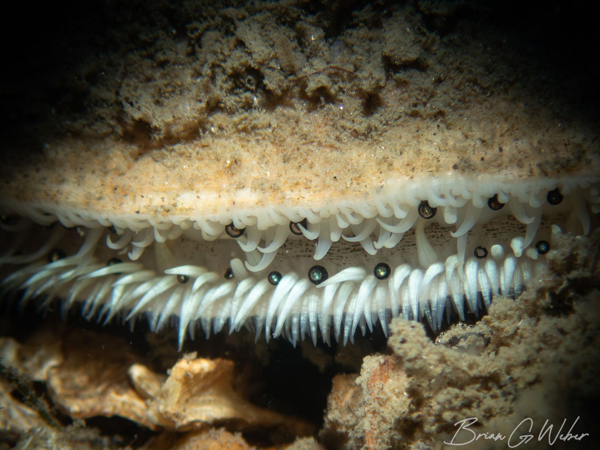 A sea scallop with shell slightly open revealing pale white tentacles and a dozen black, shiny eyes