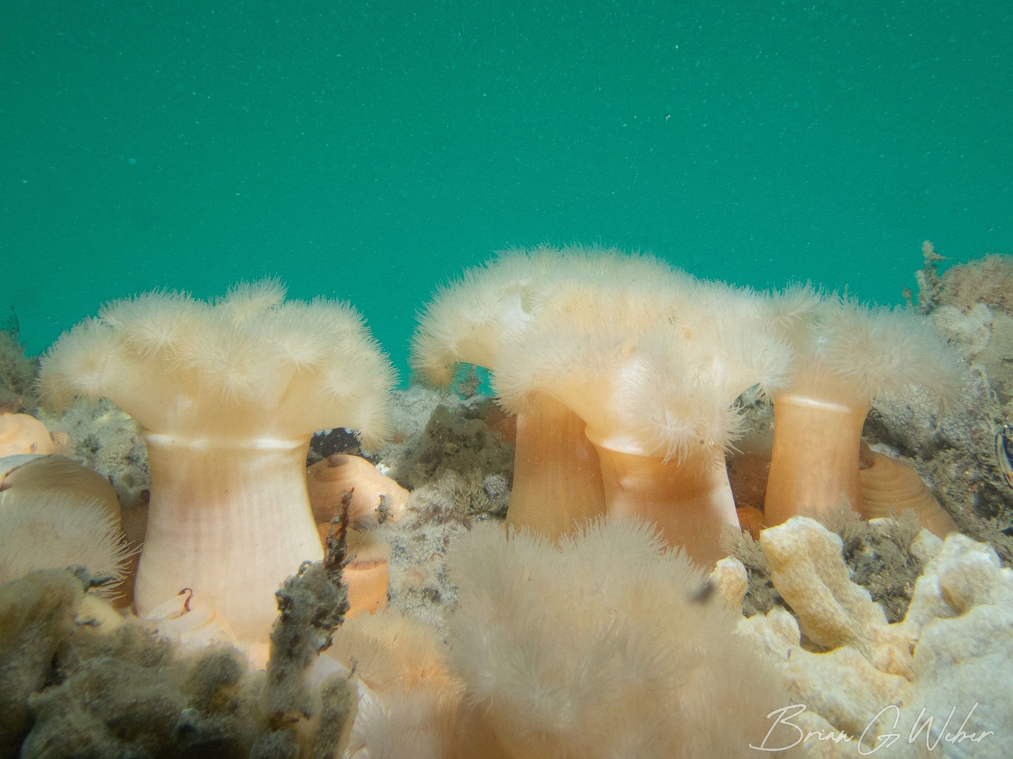 Brightly colored frilled anemones reaching out into the green water to grab any food that passes by