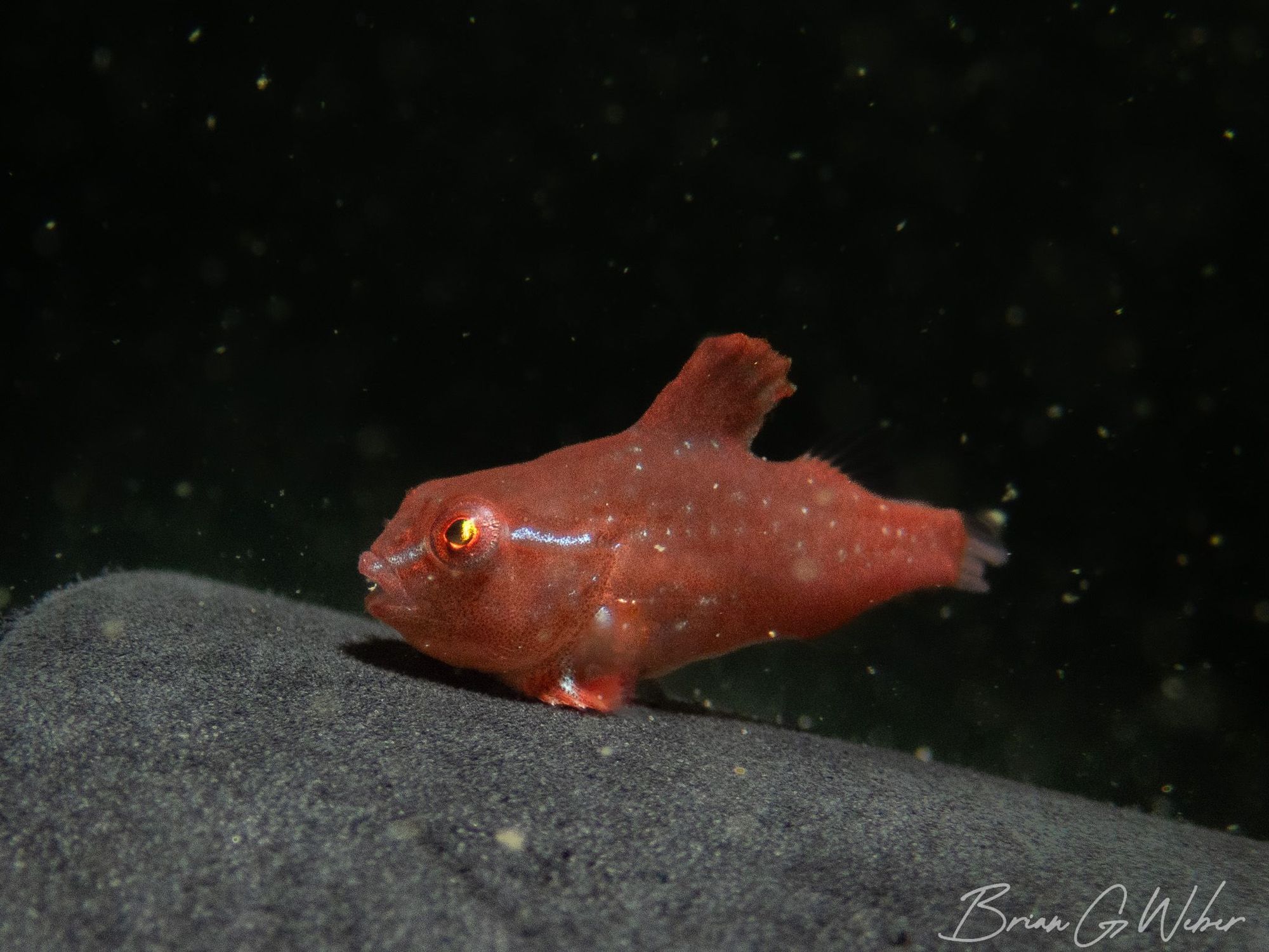 A profile view of a tiny red lumpfish using its modified fins to grab onto my buddy's camera float.