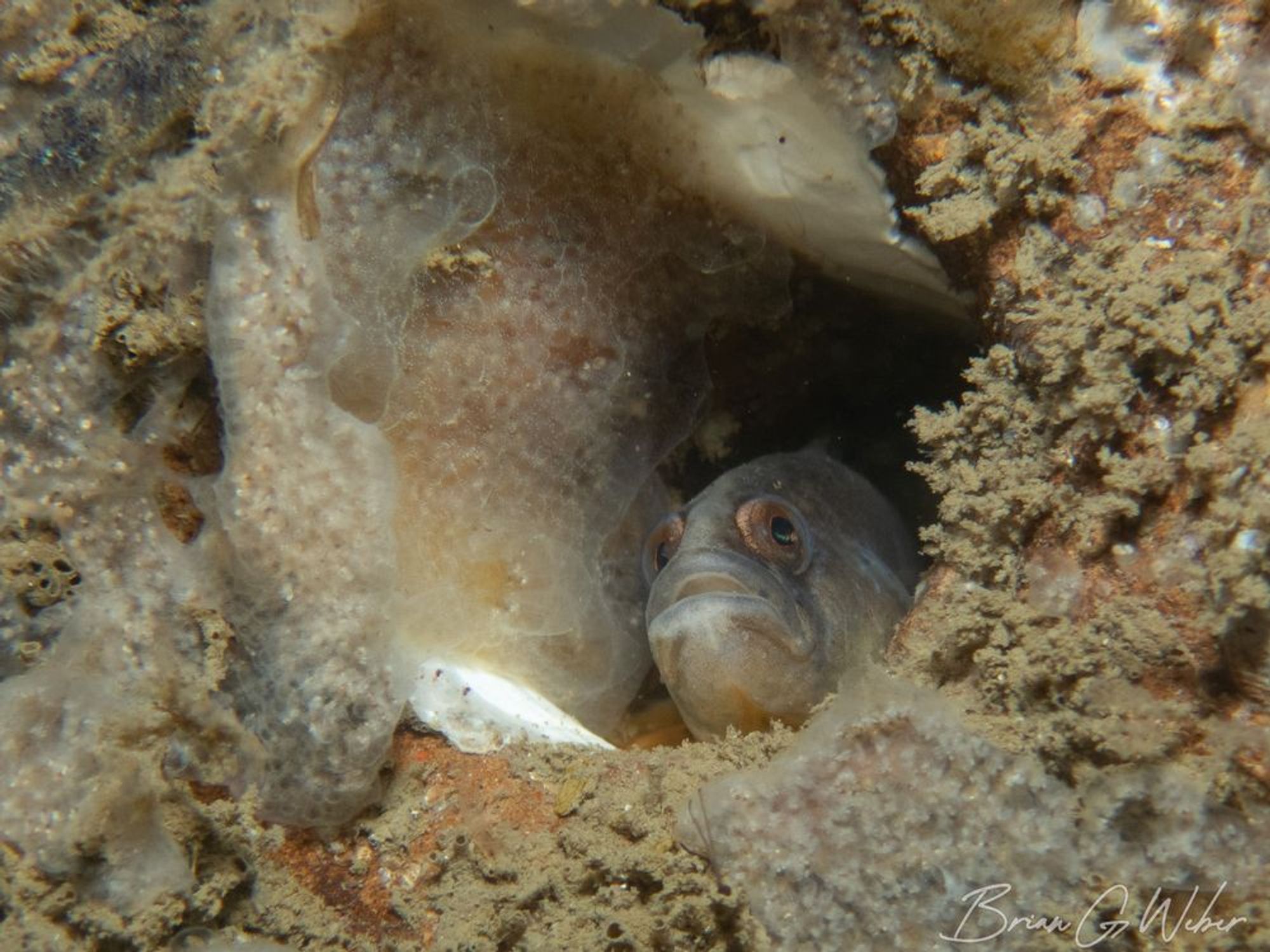 A pale, tan rock gunnel peering out of a burrow encrusted with tunicates and sponges