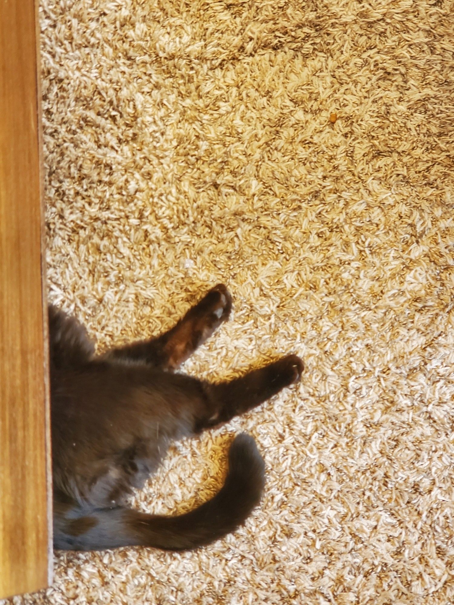 Hindquarters of a black cat visible from under a coffee table, reminiscent of when Dorothy's house fell on the Wicked Witch of the East in The Wizard of Oz.