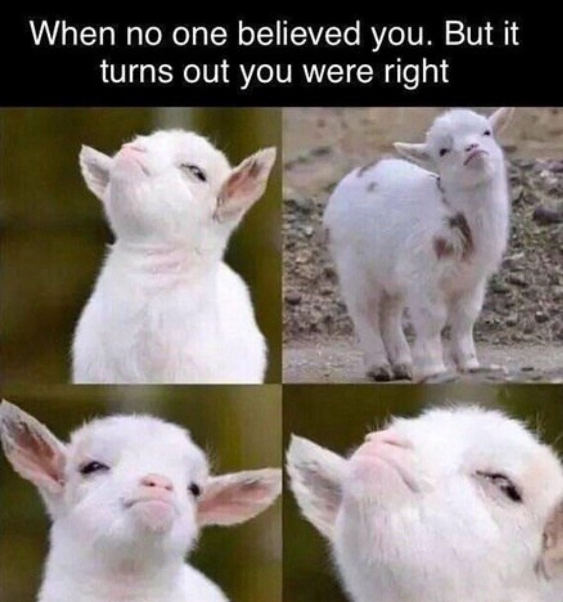 “When no one believed you. But it turns out you were right.”
A cute little goat raising its chin and looking pretentious.