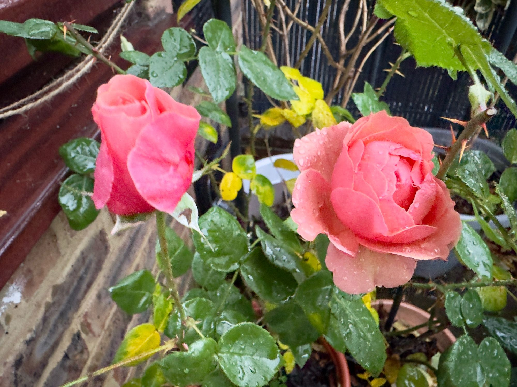 Two orange-pink roses blooming.