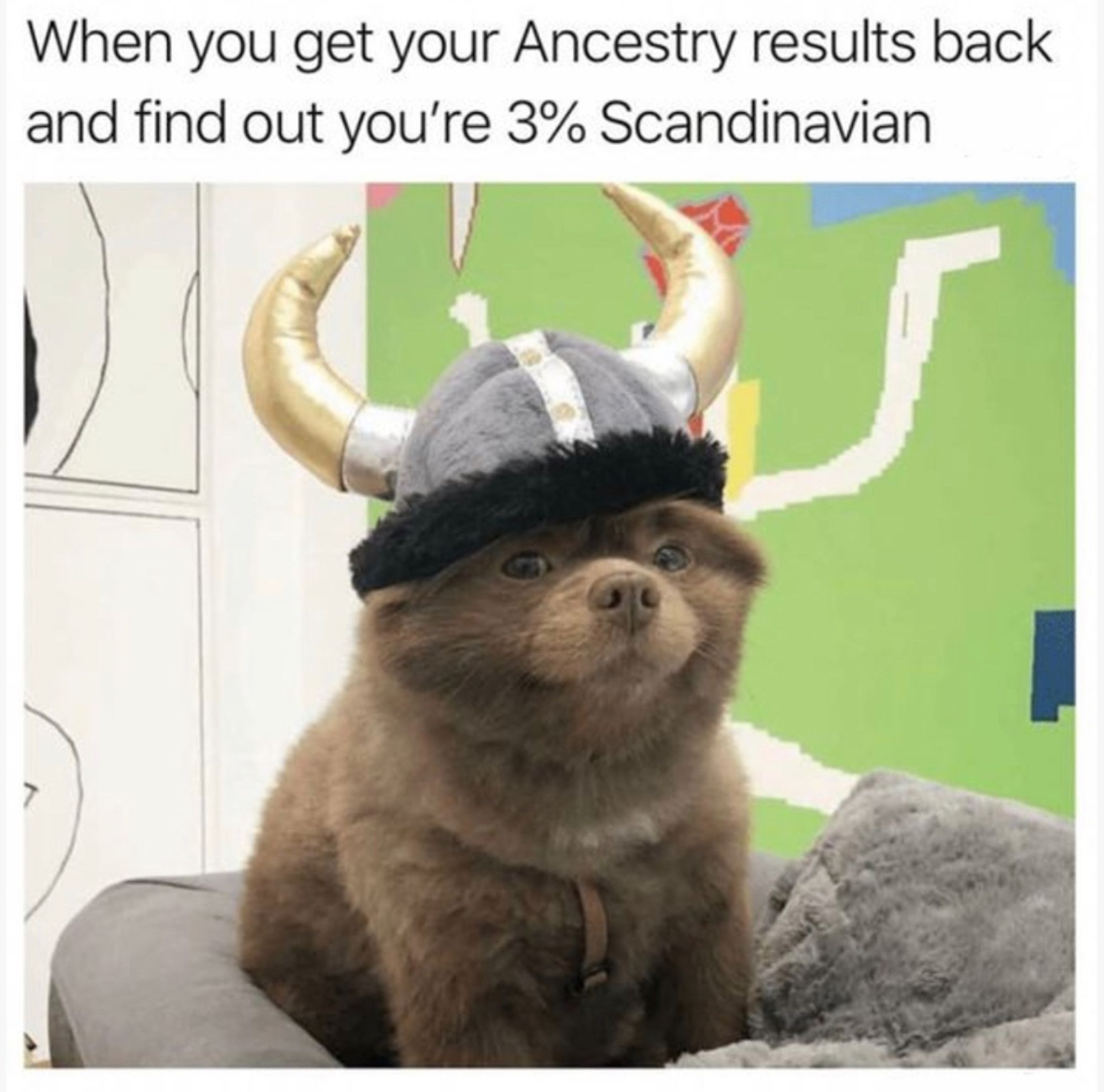 “When you get your Ancestry results back and find out you’re 3% scandinavian”
A cute fluffy dog with a scandinavian hat