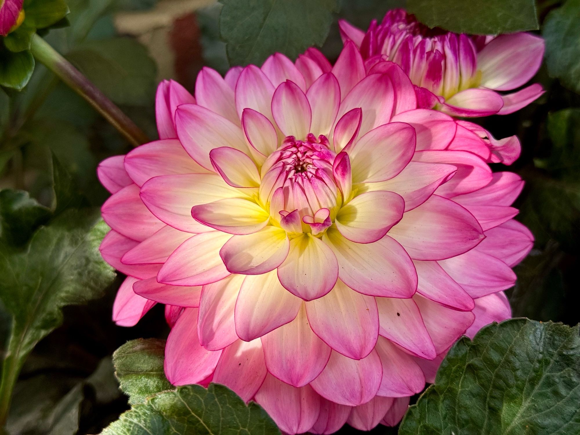 A pink and white-green dahlia touched by a ray of sun.