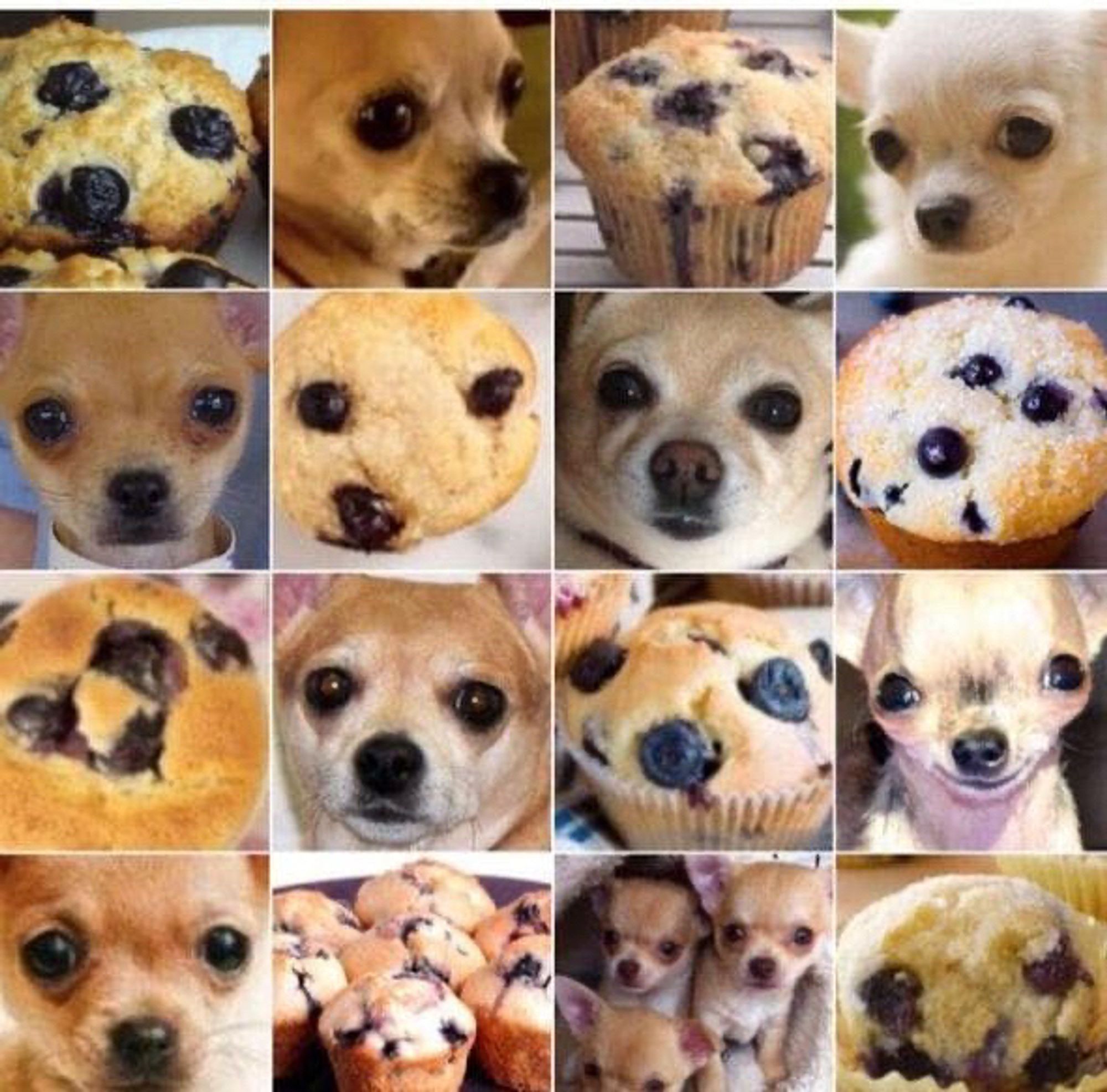 A mix of pictures of dogs and blueberry muffins looking quite similar.