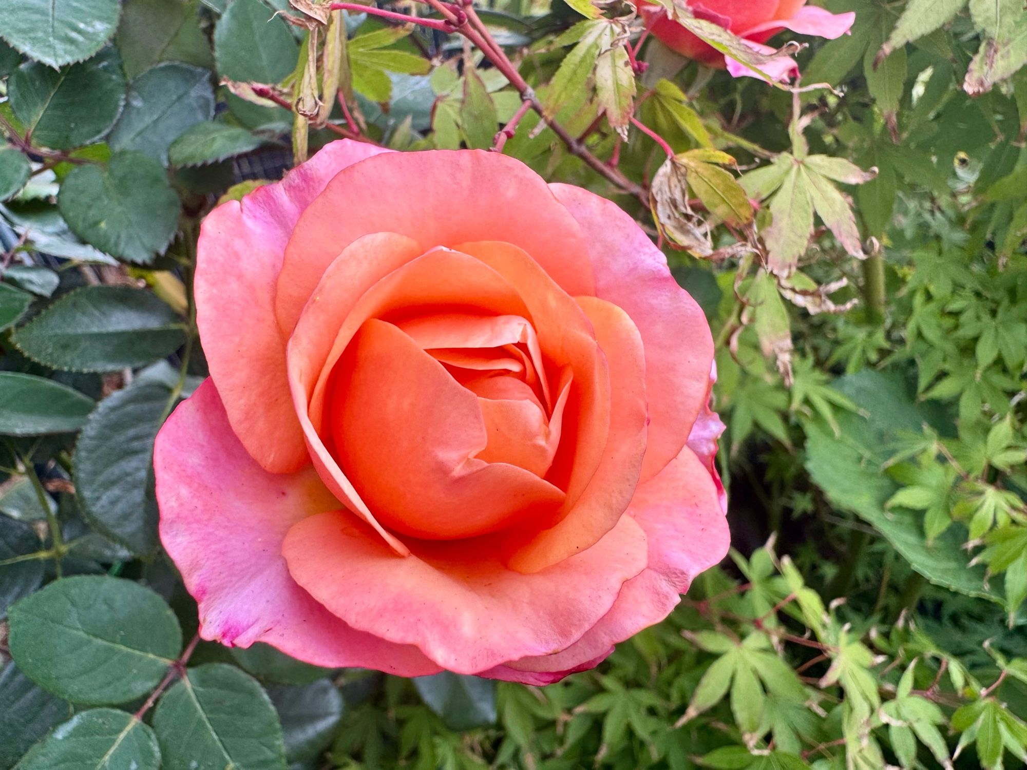 A magic harlequin rose. A gradient of orange and light pink.