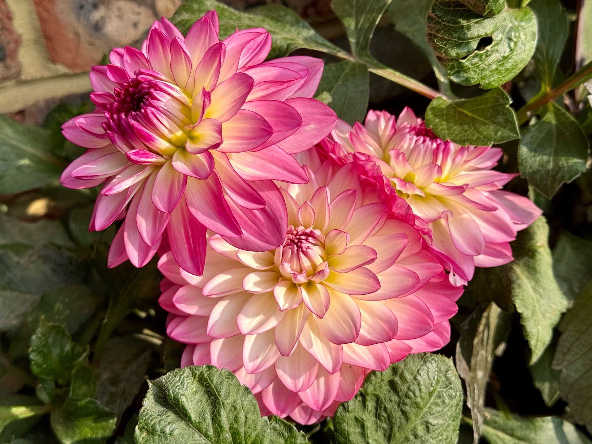 Some white and pink dahlias (sincerity rose).