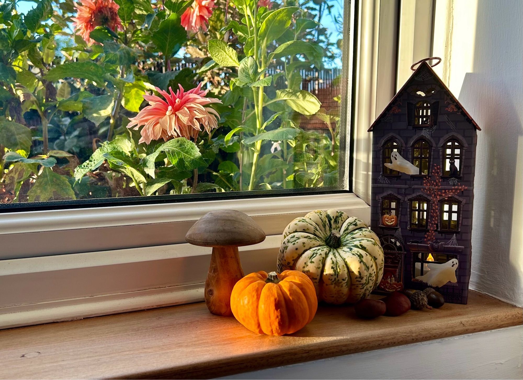 A wooden windowsill with small pumpkins on it. Dahlias can be seen outside.