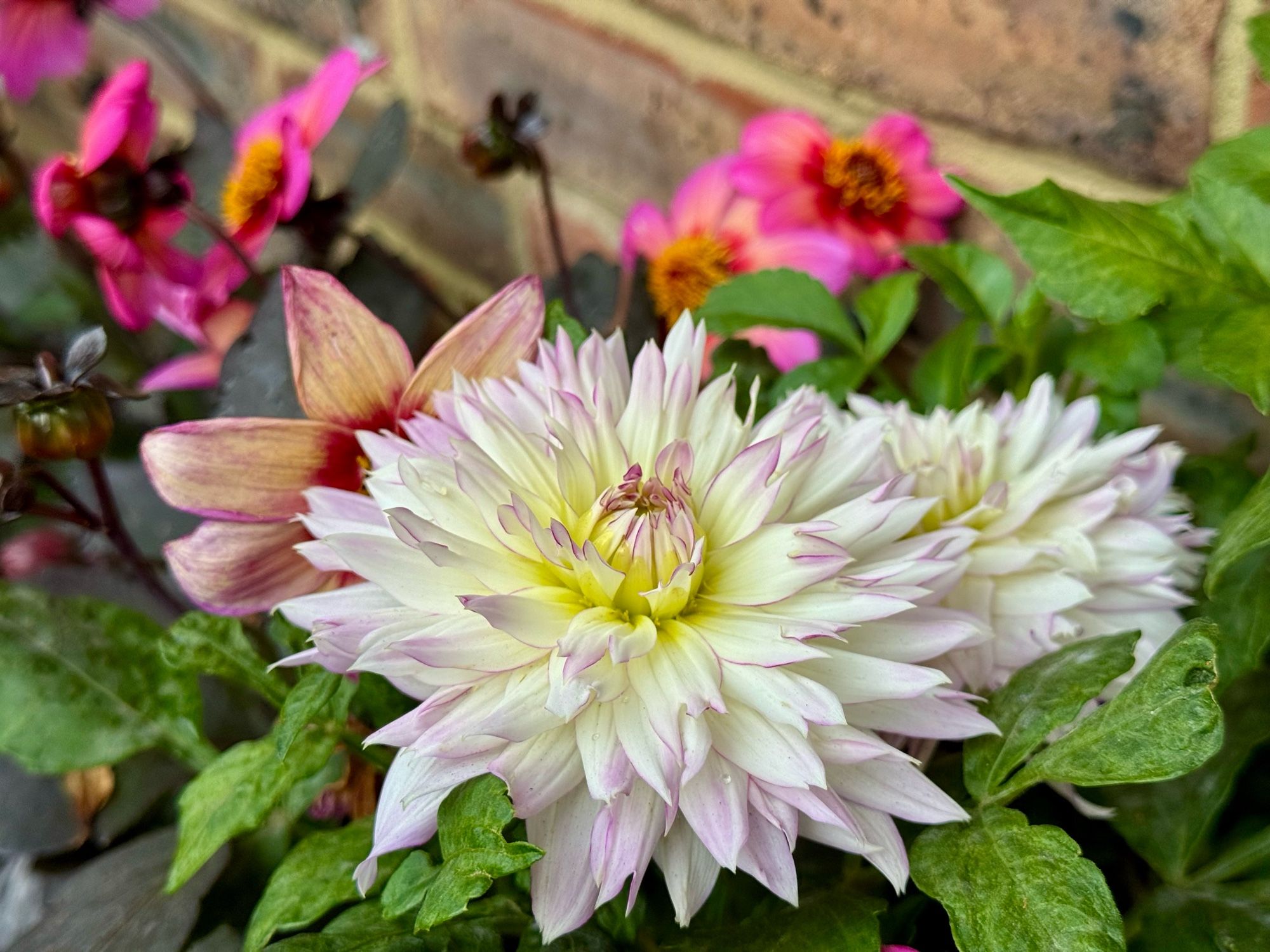 A crazy love dahlia, white with pink rims and a greenish centre