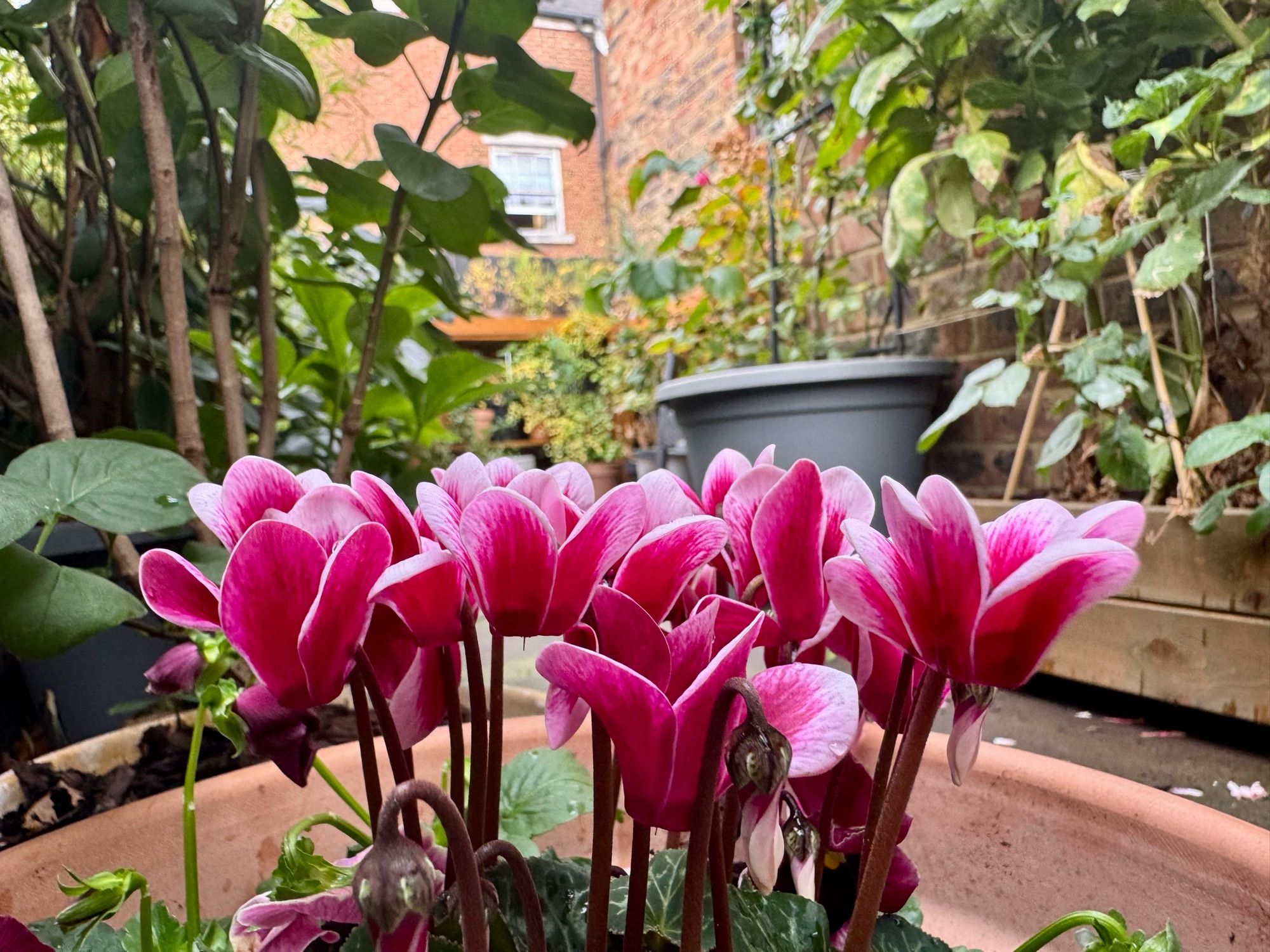 Some pink cyclamen in a garden.