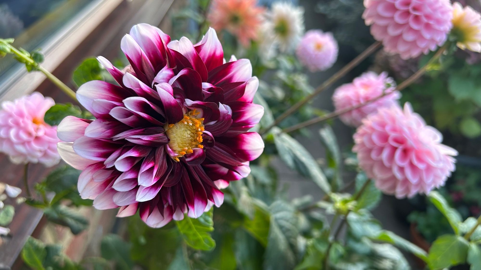 A dahlia Edinburgh. Its petals are dark purple  with a touch of white-pink on their ends. More pink dahlias in the background.