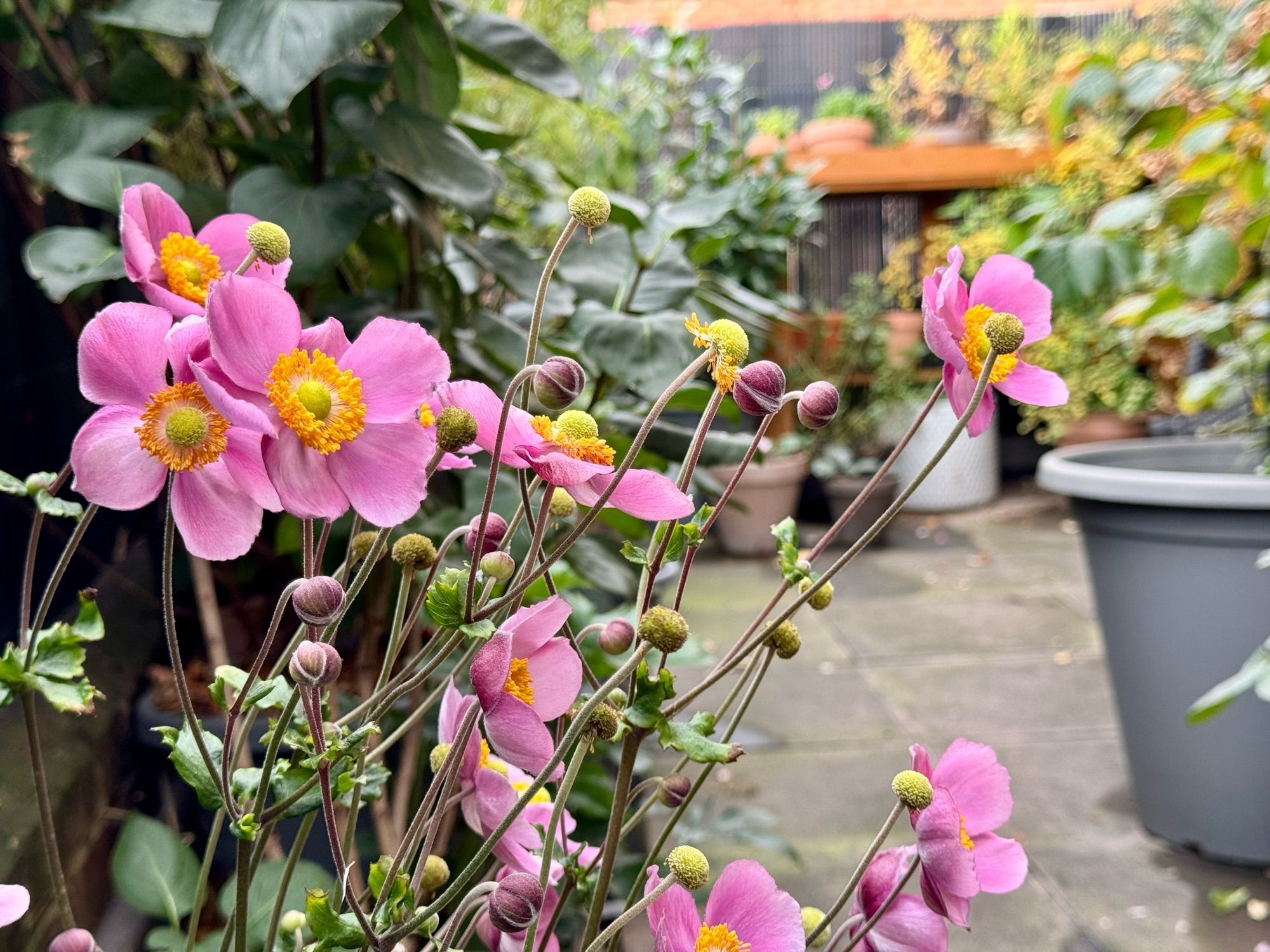 Some pink japanese anemones