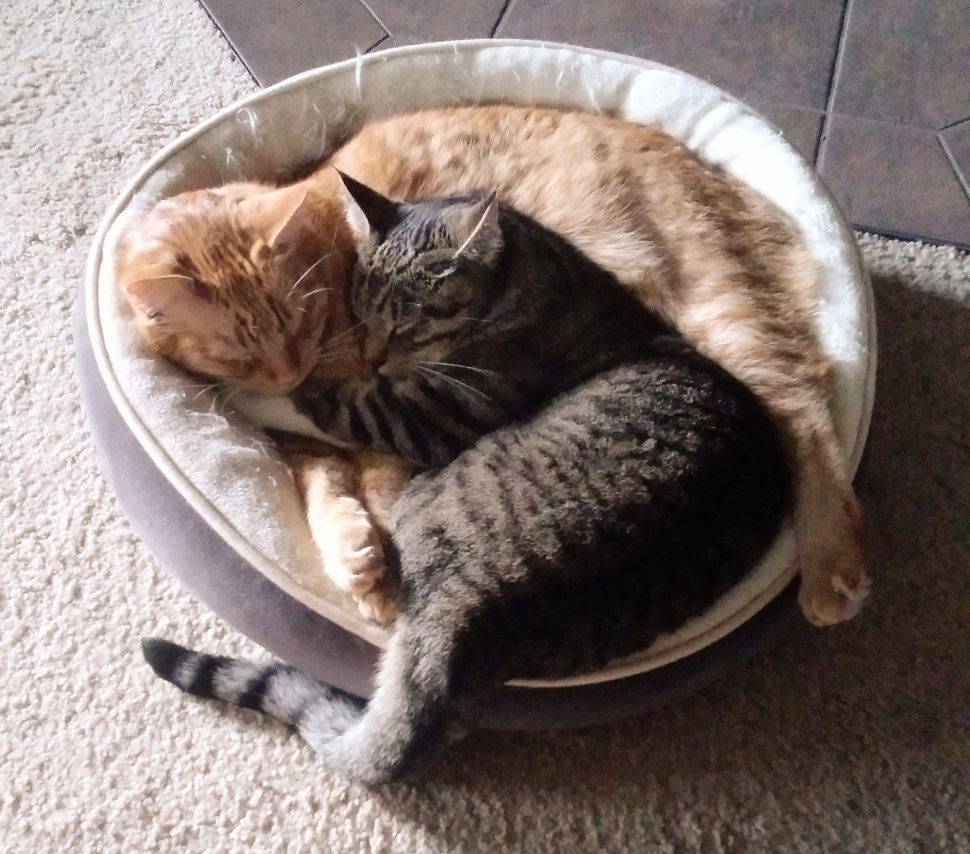 Two cats, one ginger tabby and one brown tabby, cuddle together in a soft round bed.