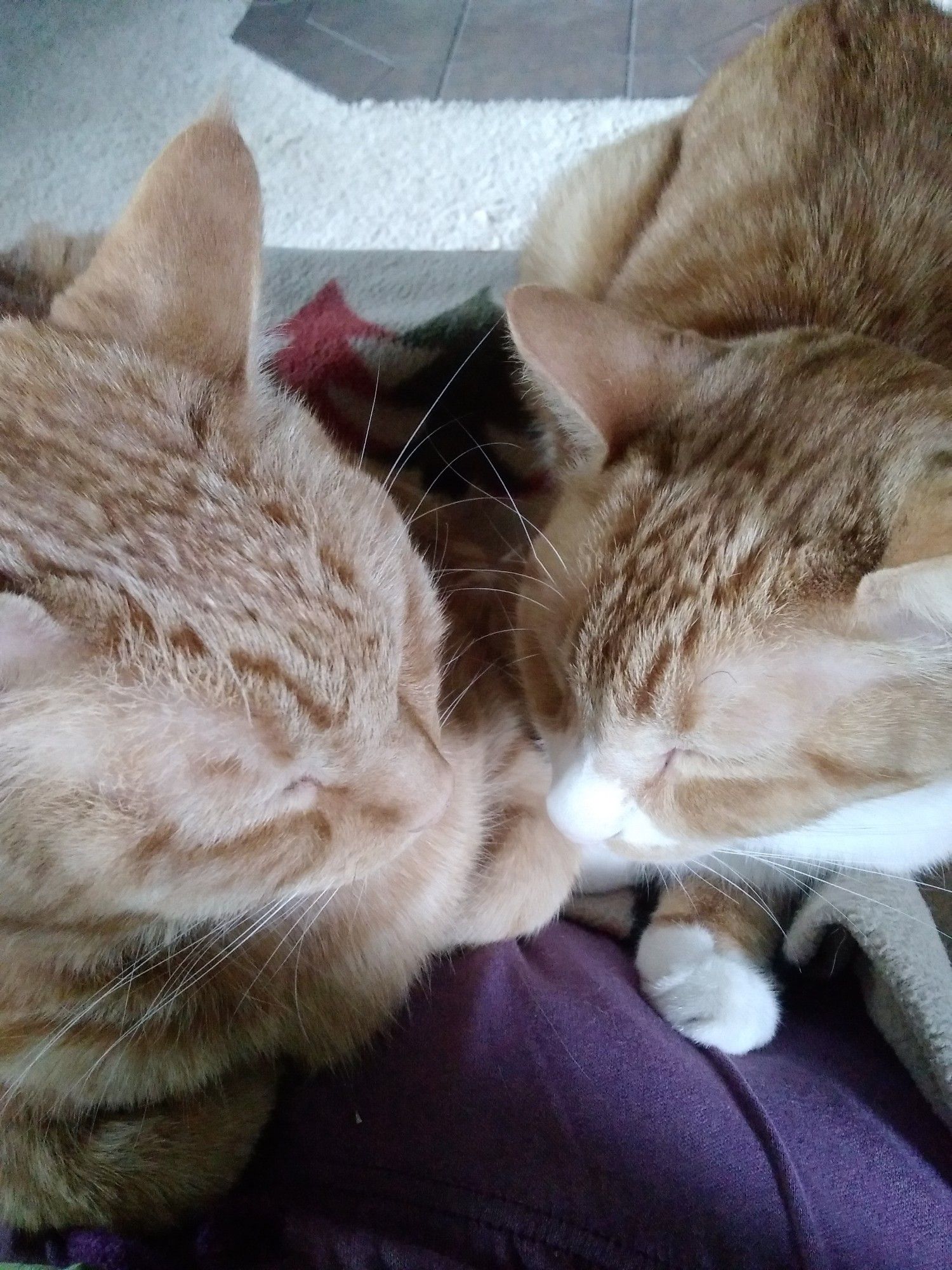 One orange and one orange & white cat face each other, napping with their eyes closed.