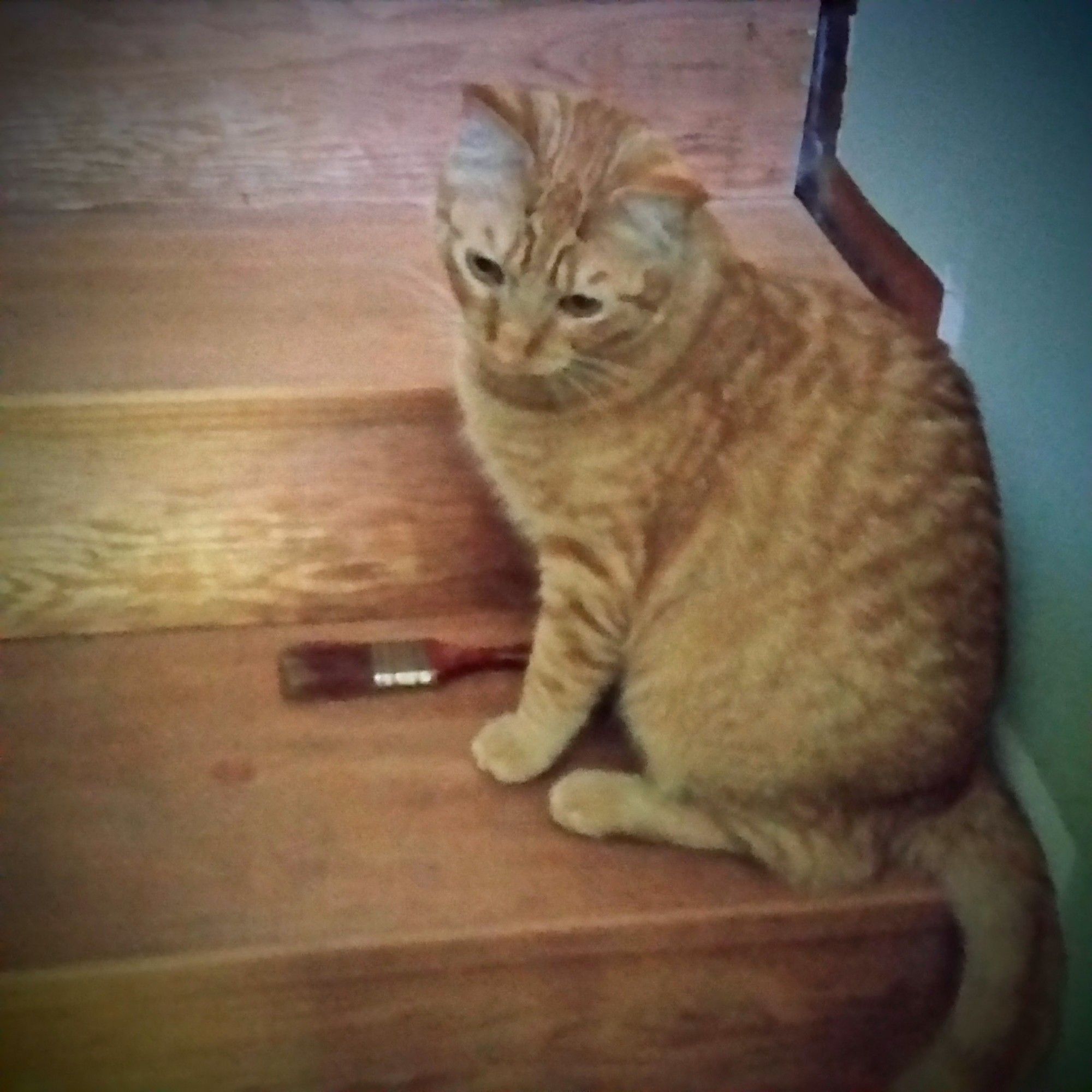 Ginger cat sits on wooden stairs next to a paintbrush.