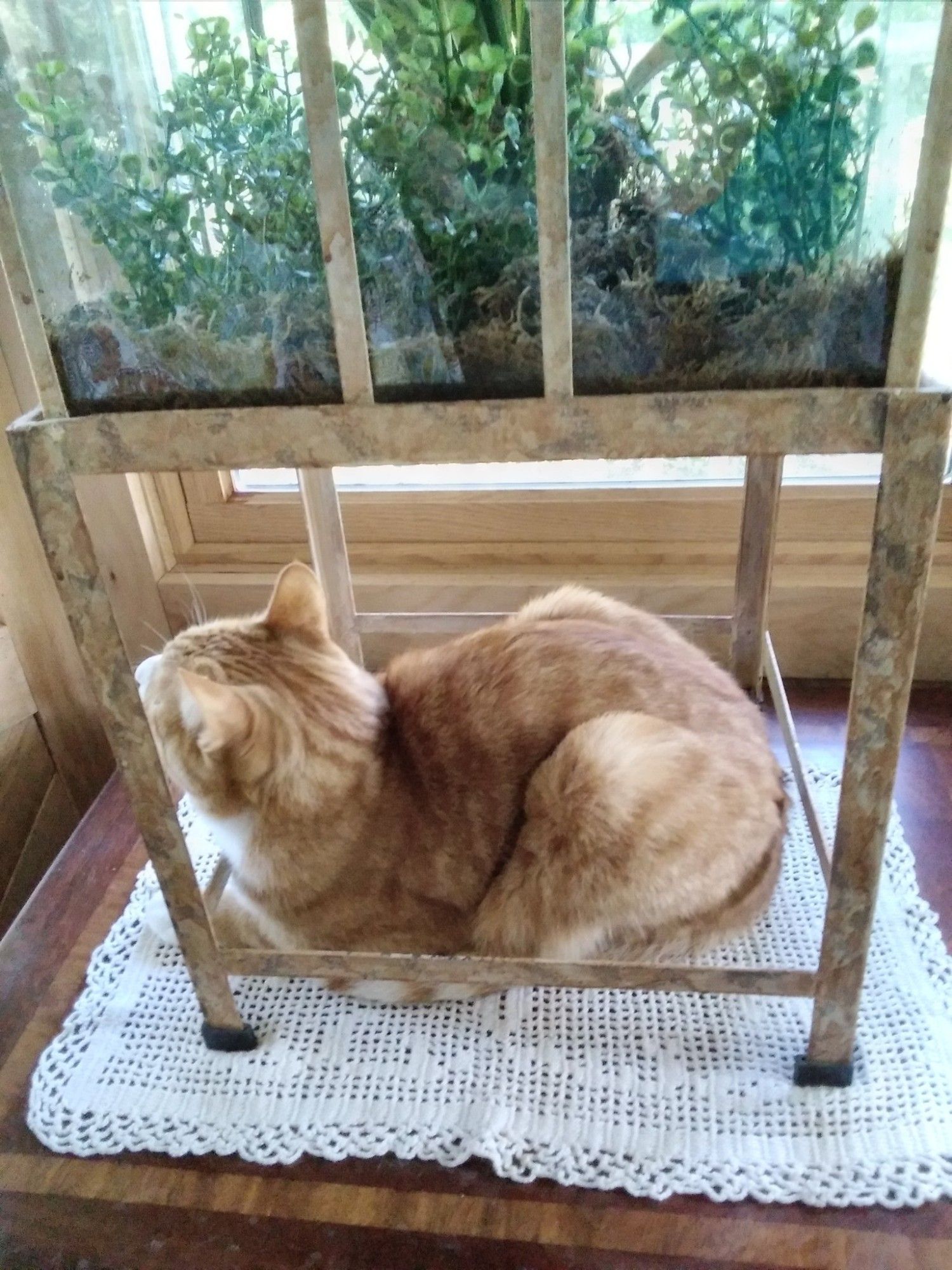 Ginger cat loafing on a lace doily under a terrarium