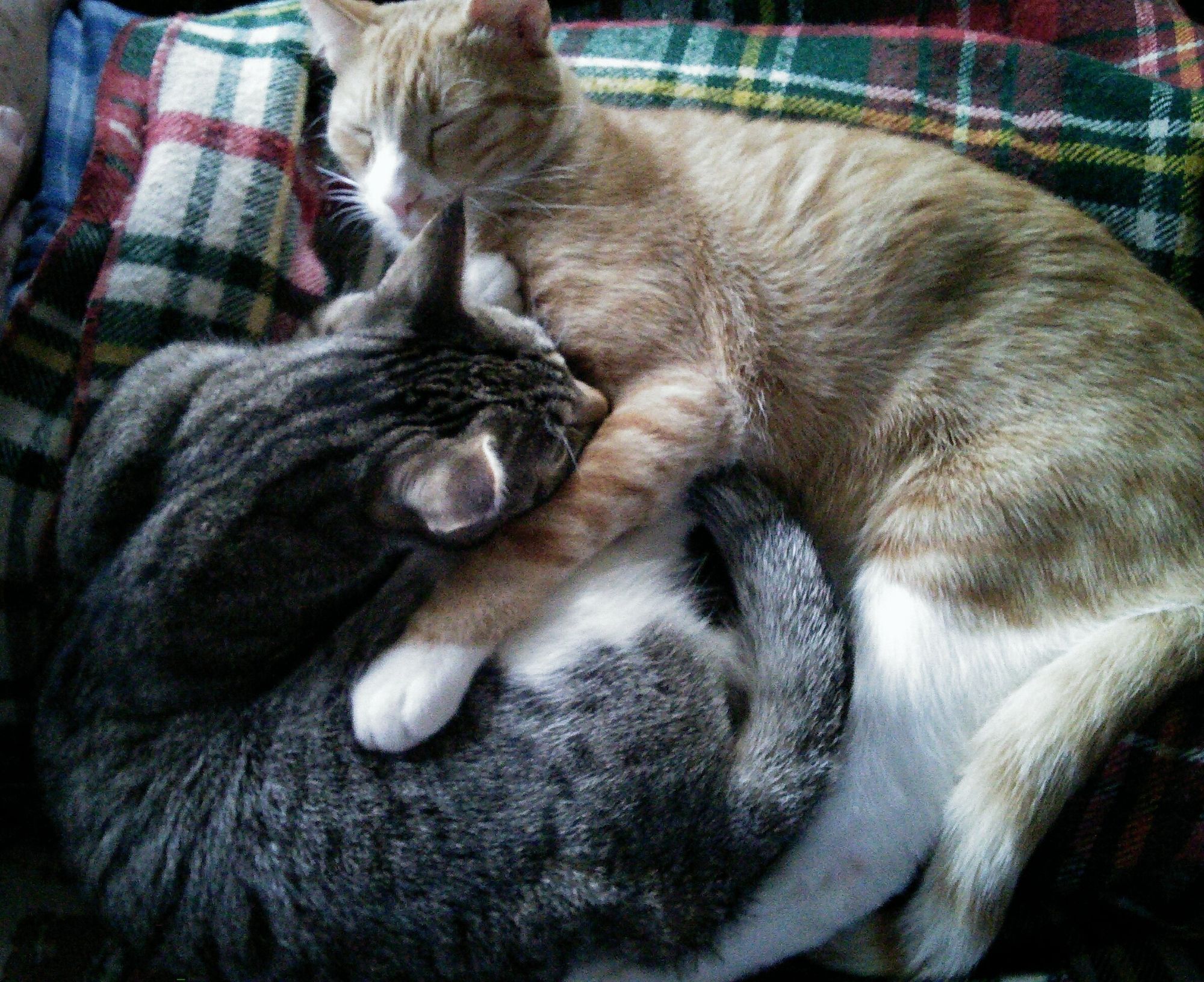 Orange and white tabby Sam hugs his sister, brown and white tabby RiverSong