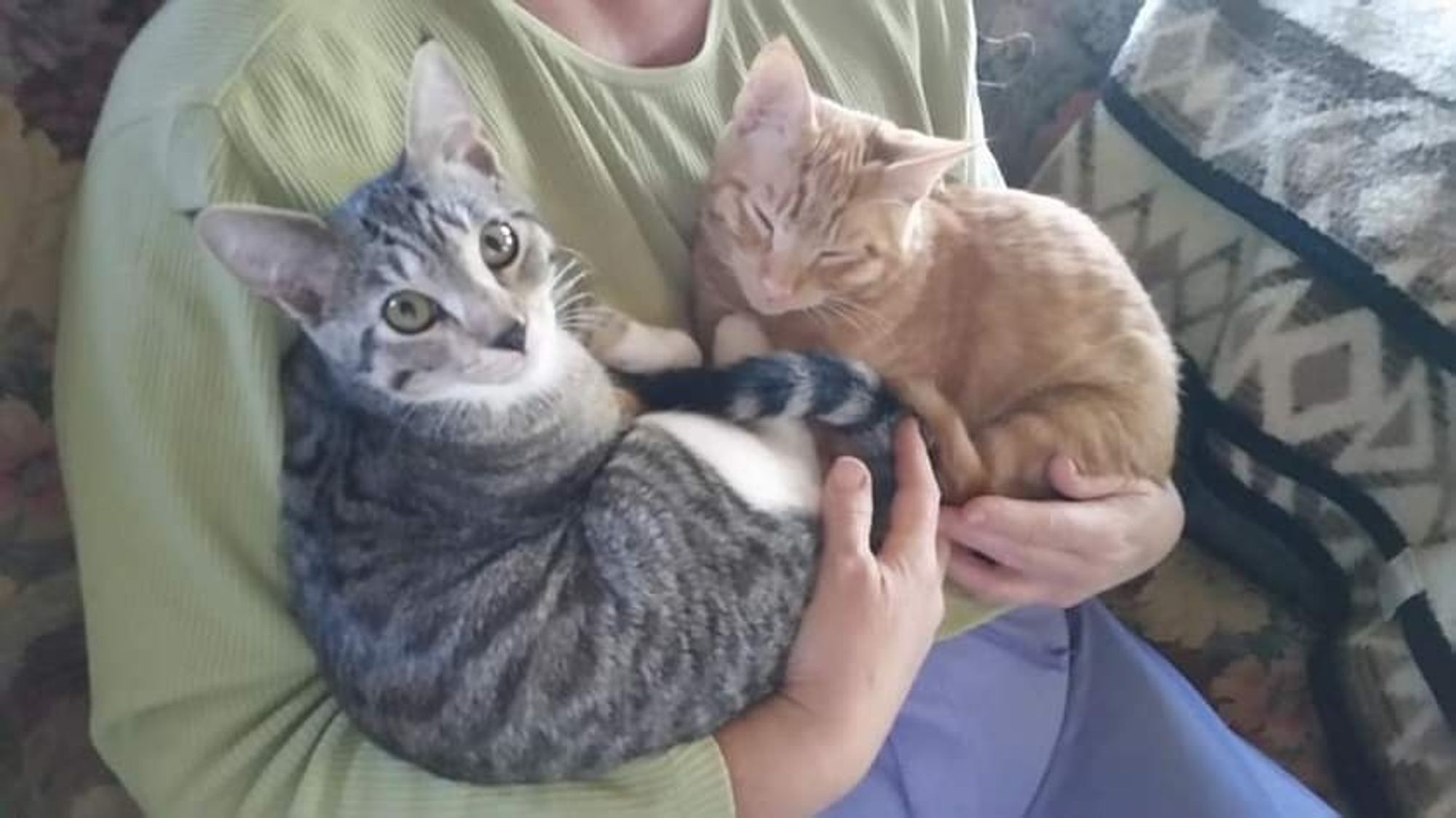 Two kittens, one ginger tabby and one brown tabby, snuggle in their human momma's arms.