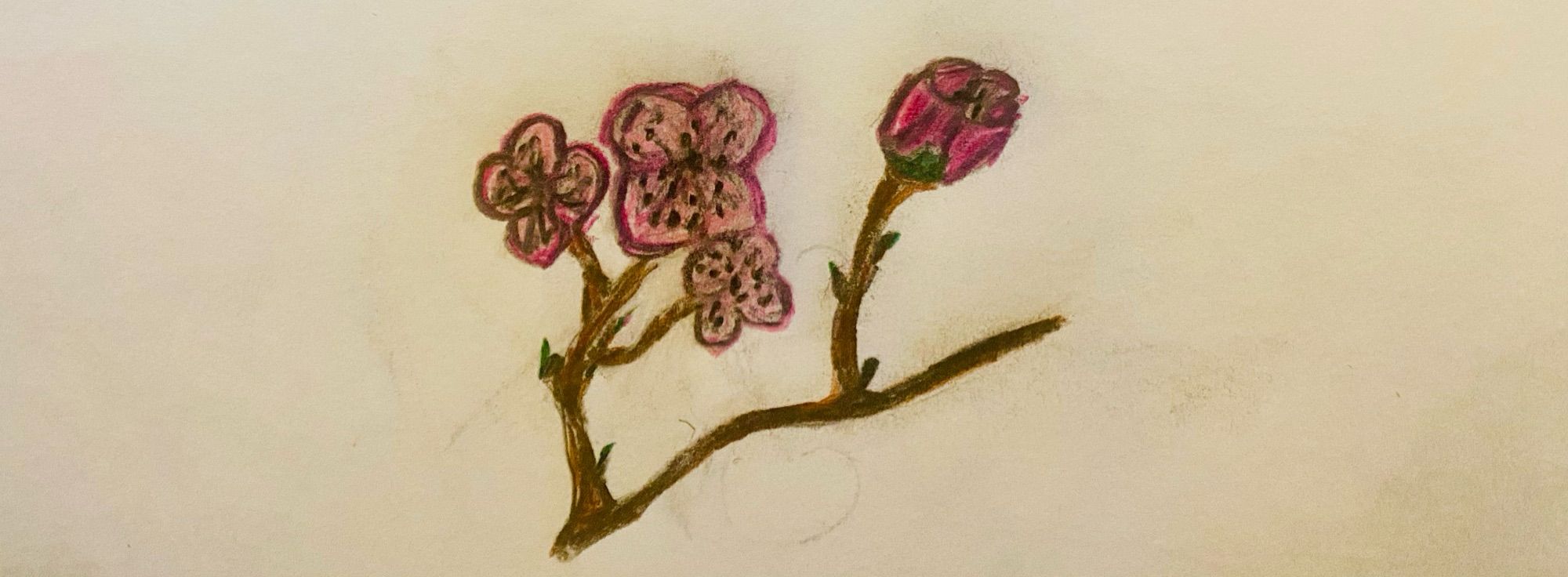 A hand drawn picture of a cherry blossom branch.