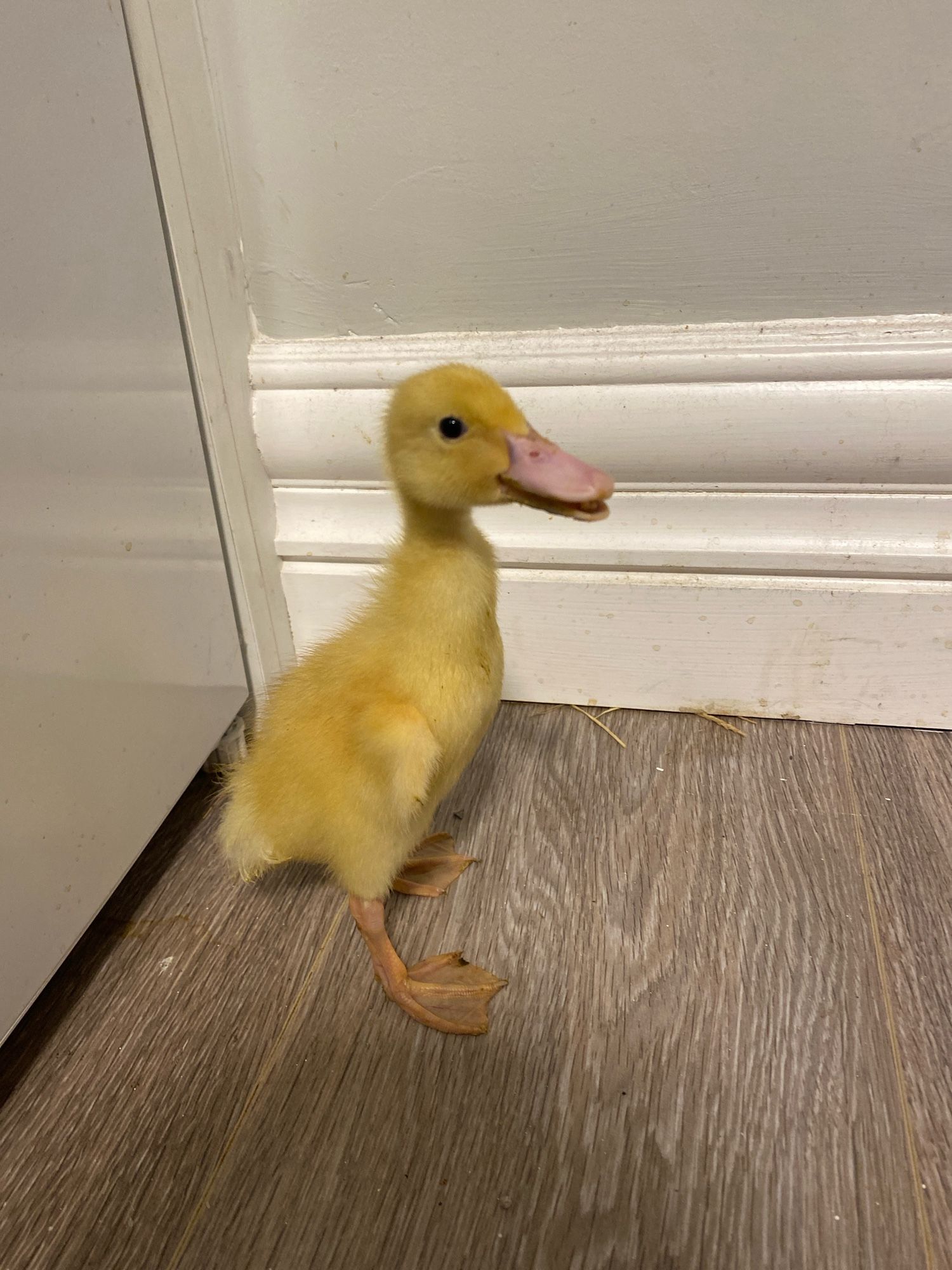 Same situation but the duck is standing in front of a refrigerator and looking off to the side.