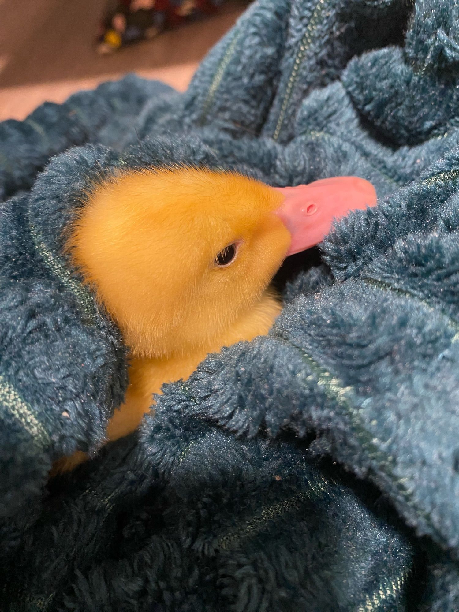 The same duck snuggled up in a fuzzy teal blanket looking cozy