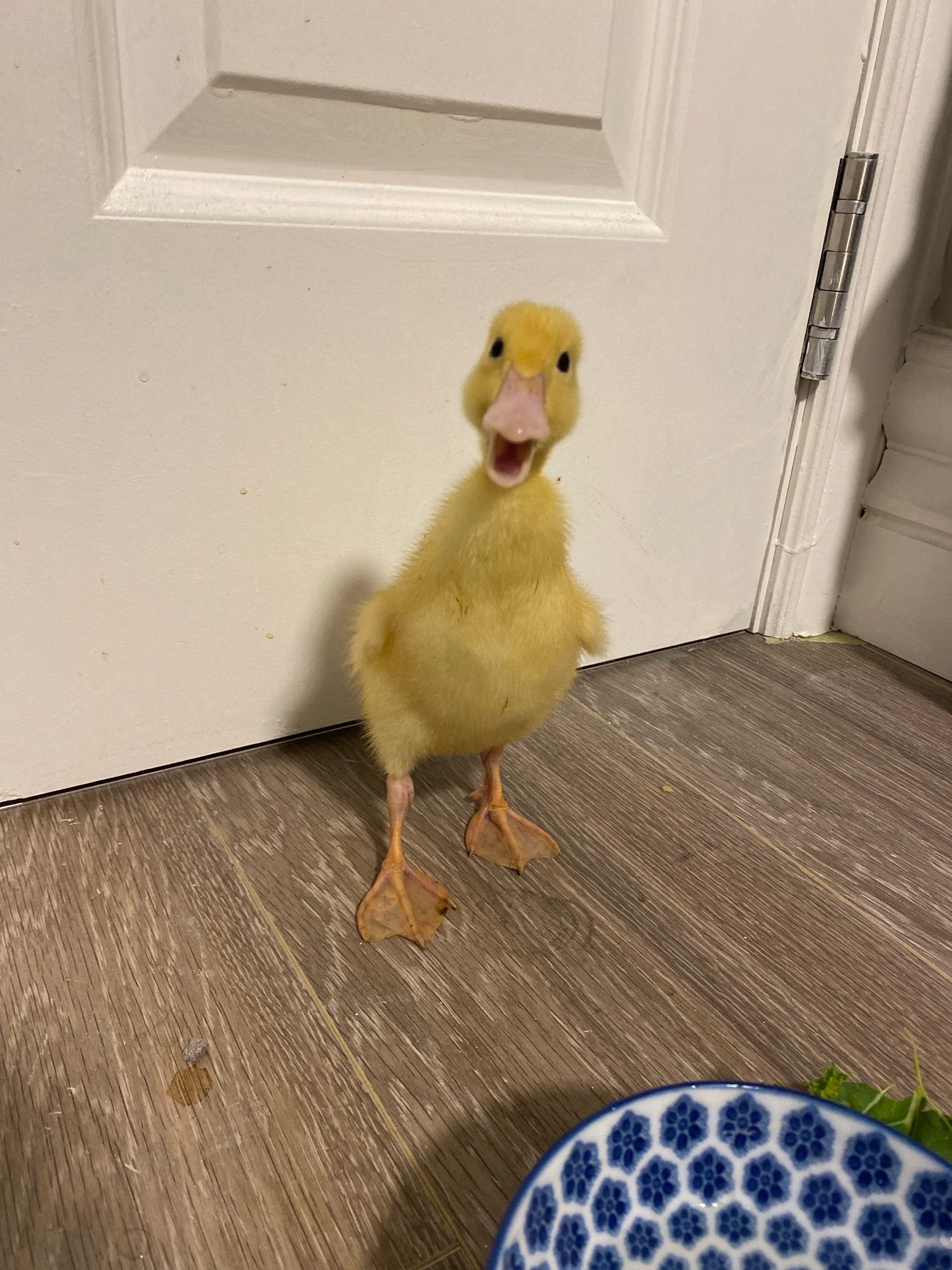 A baby duck with fluffy yellow feathers standing in front of a door. He’s looking straight at the camera with his beak slightly open so it looks like he’s smiling or yelling.