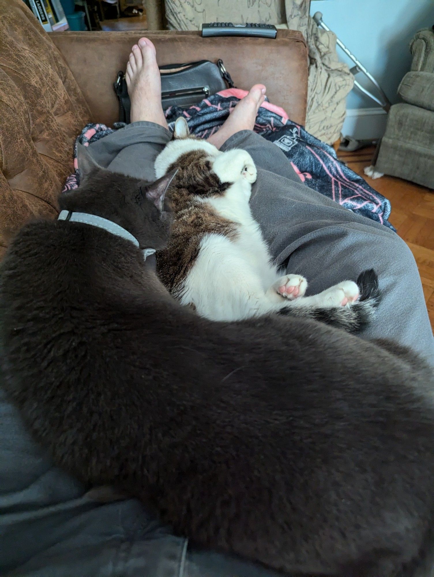 Two cats are lounging on my legs while I relax on the couch.