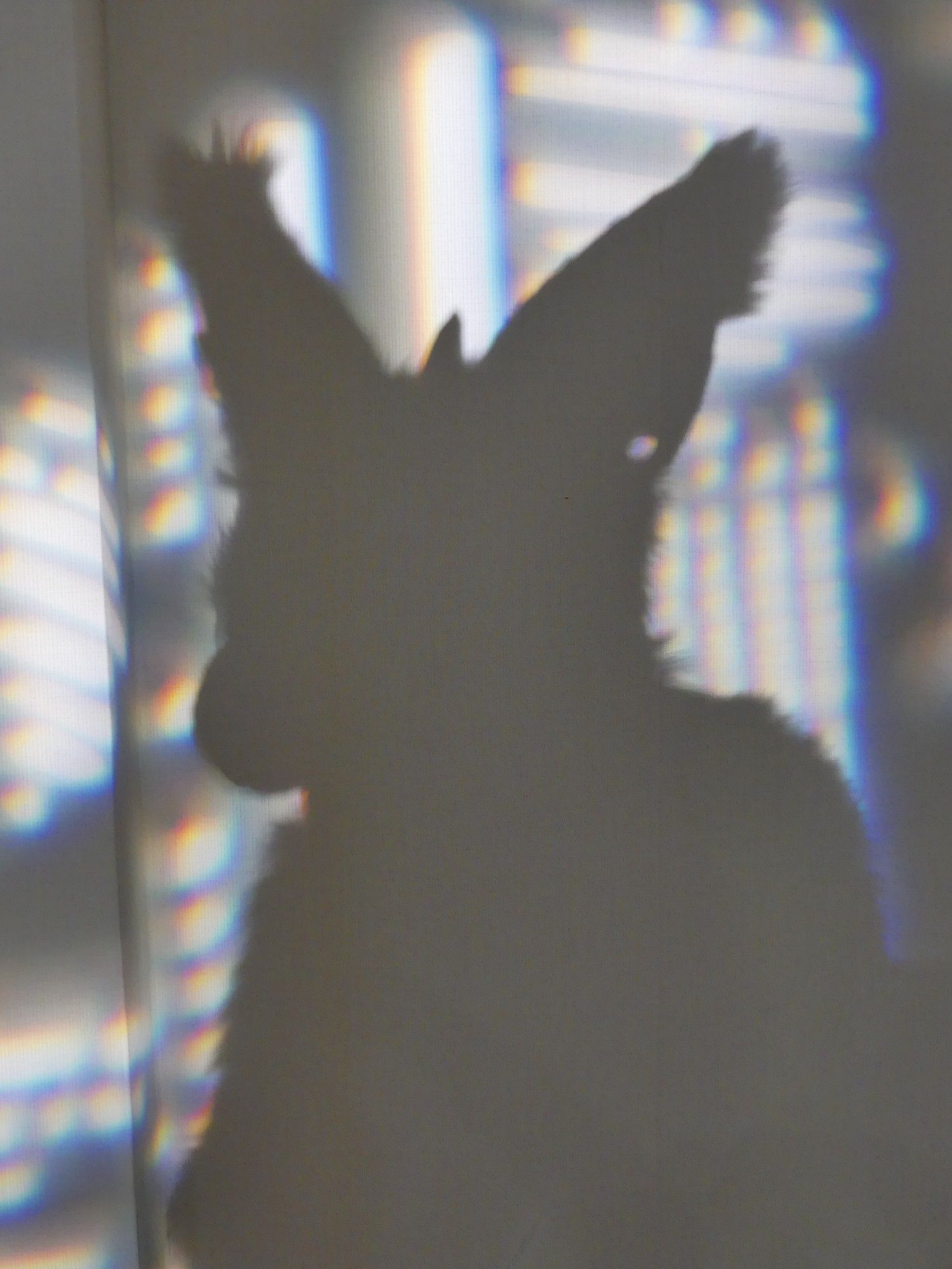 A dark shadowy outline of Binky's fursuit. One of his horns and ear gauges can be seen in the shape of the shadow.