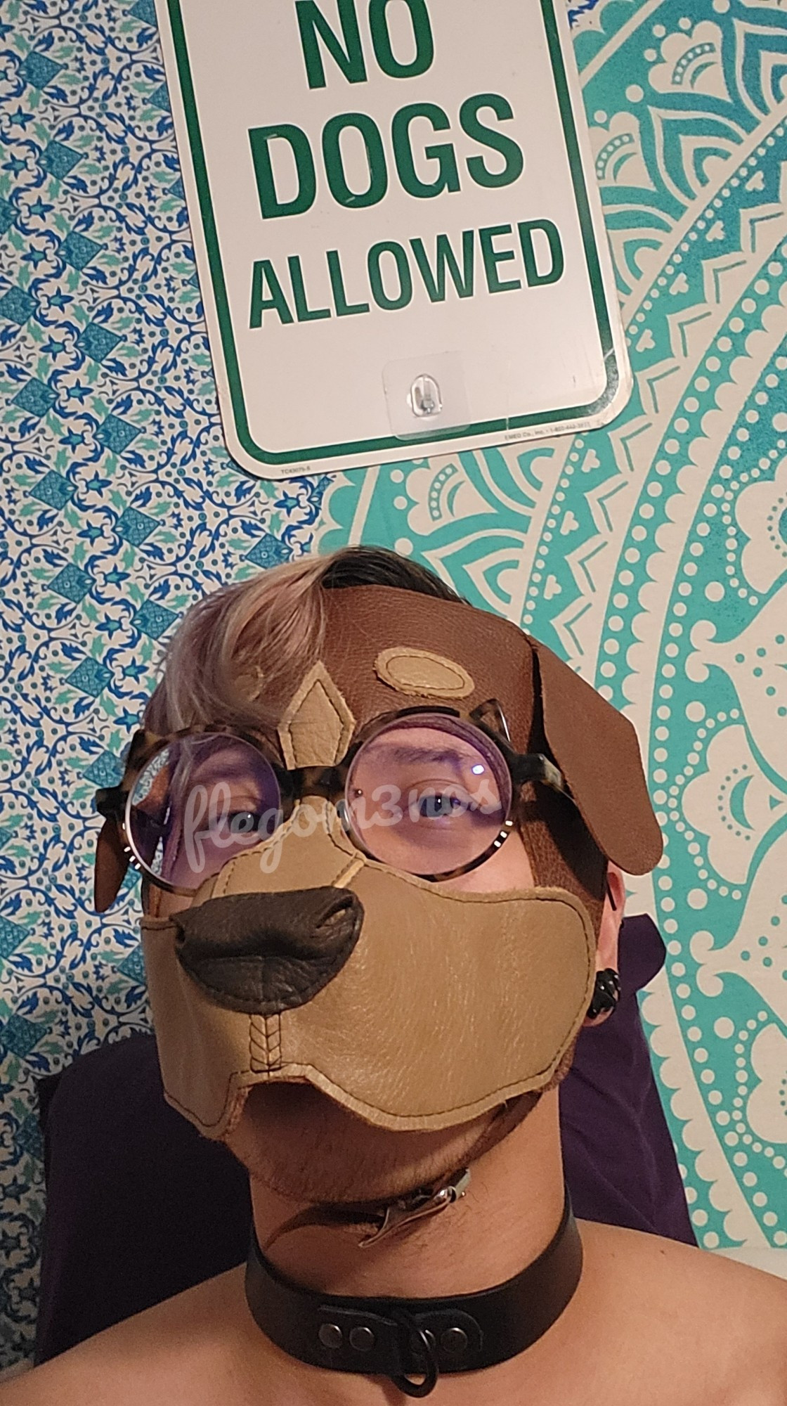 in brown pup hood/mask and plain black collar.

sign behind reads "no dogs allowed"