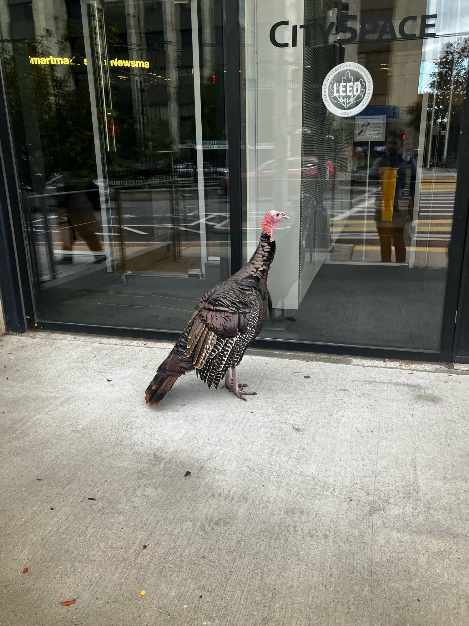 A large turkey stands outside the City Space building on Commonwealth Ave in Boston. What does he want? Why does he do what he does? Impossible to know.