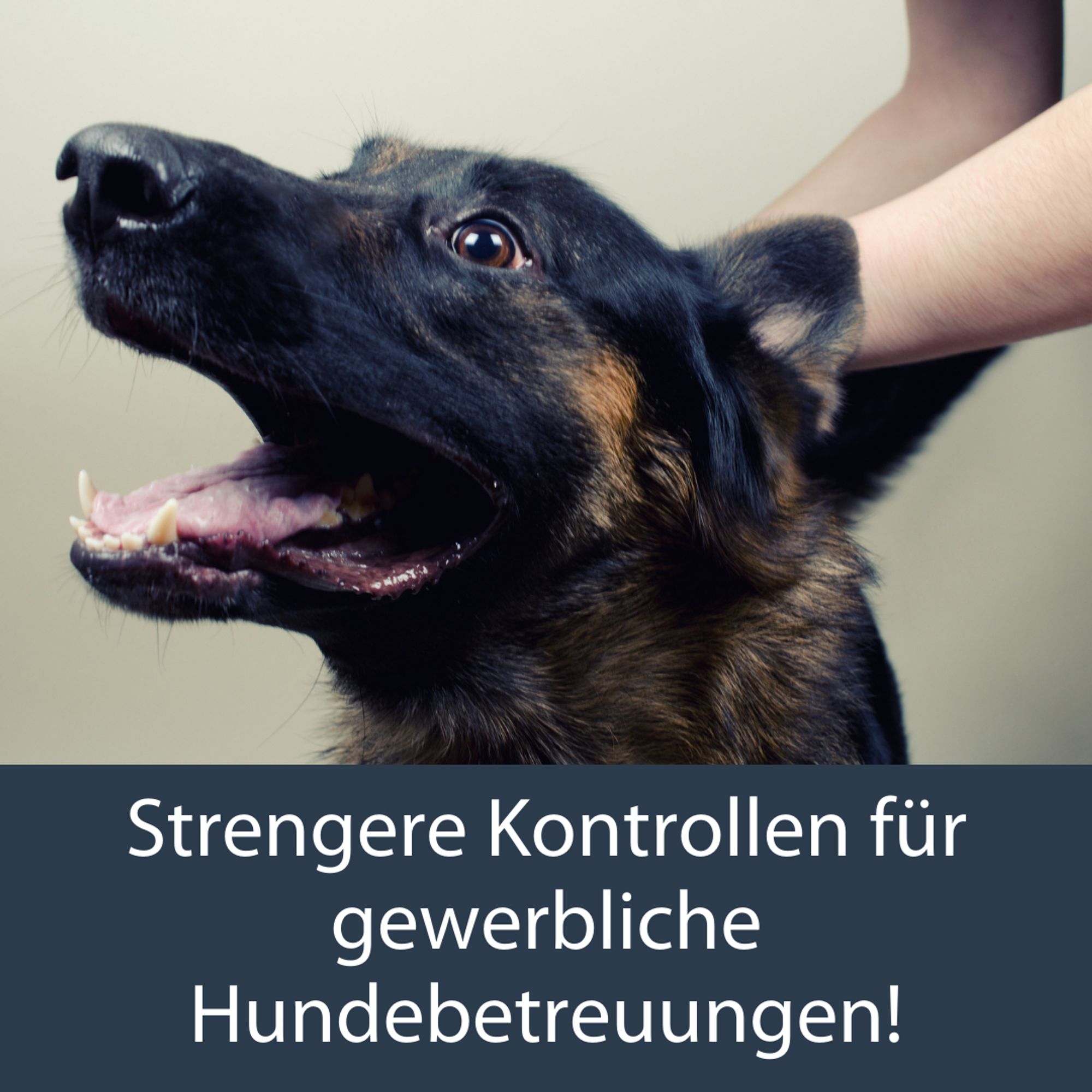 Auf dem Foto ist ein Schäferhund mit weit aufgerissenem Maul und Augen zu sehen. Er sieht verängstigt bis erschrocken aus und wir von einem Menschen mindestens gehalten. Man sieht nur die Arme am Hund aber nicht was er genau macht. Auf einem dunkelblauen Hintergrund im unteren Drittel des Bildes liest sich "Strengere Kontrollen für gewerbliche Hundebetreuungen!"