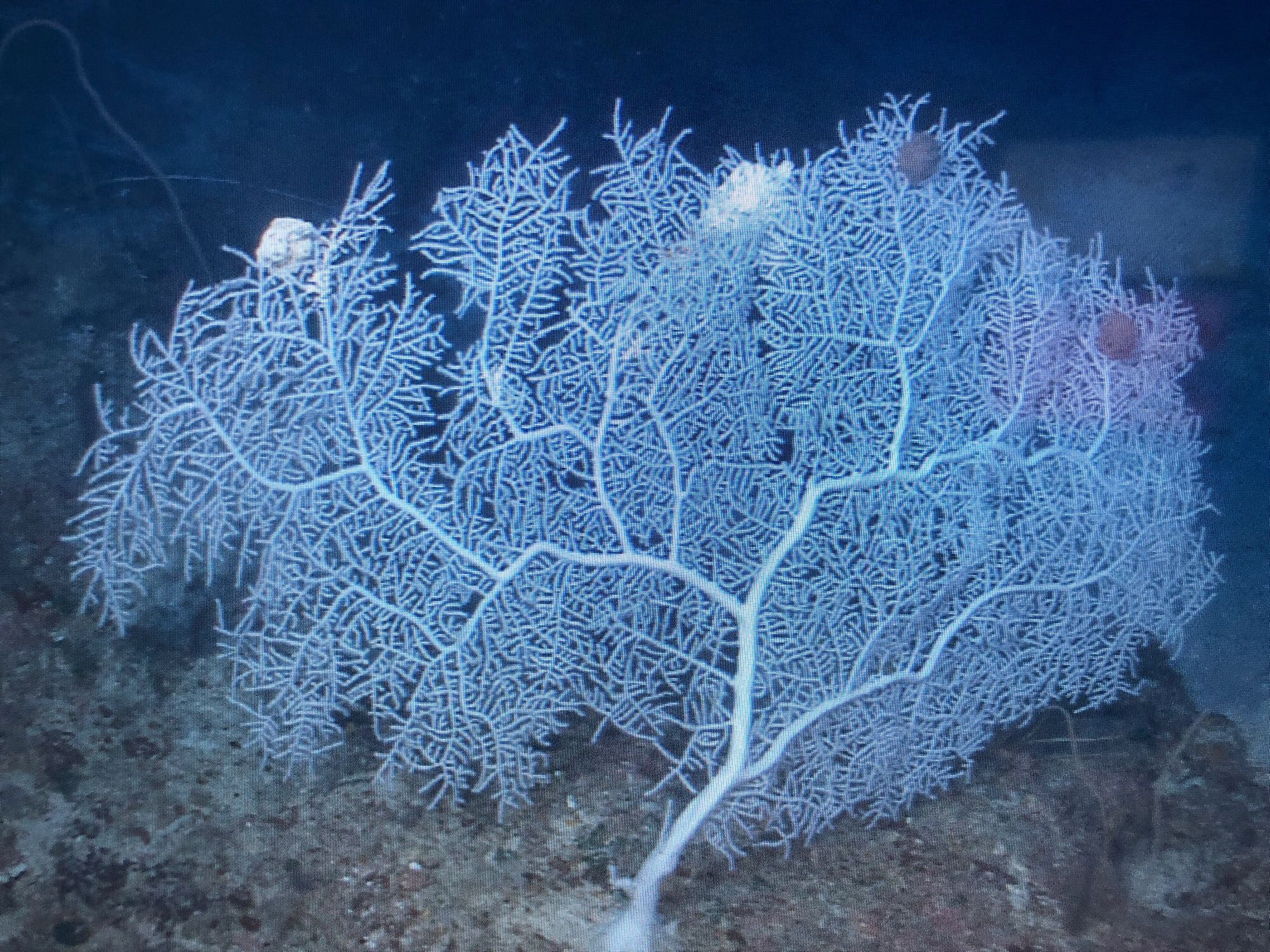 Large white branching mesophotic octocoral near Bright Bank in Gulf of Mexico