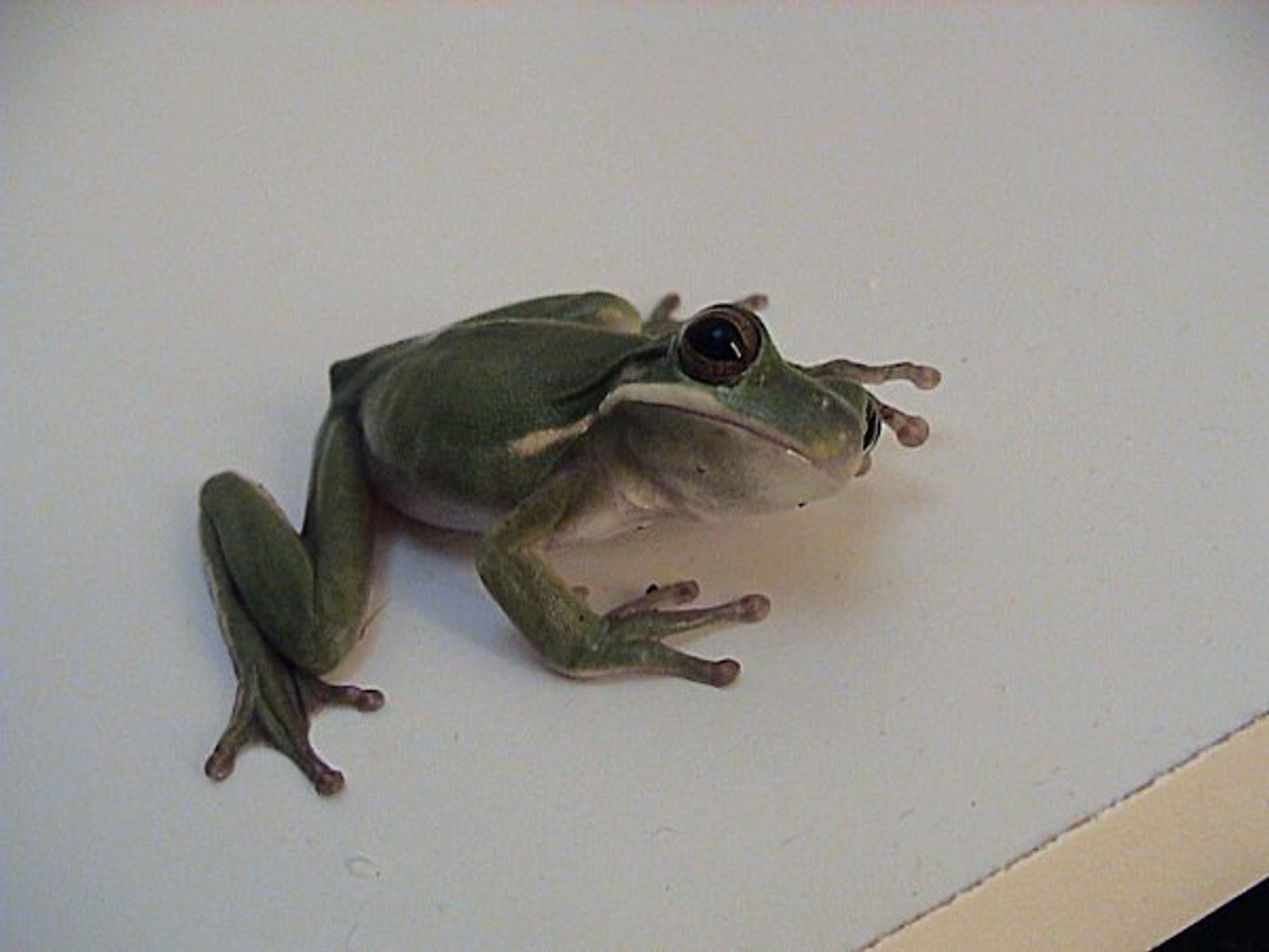 Green Tree Frog (Dryophytes cinereus) wondering what you're doing with that camera...