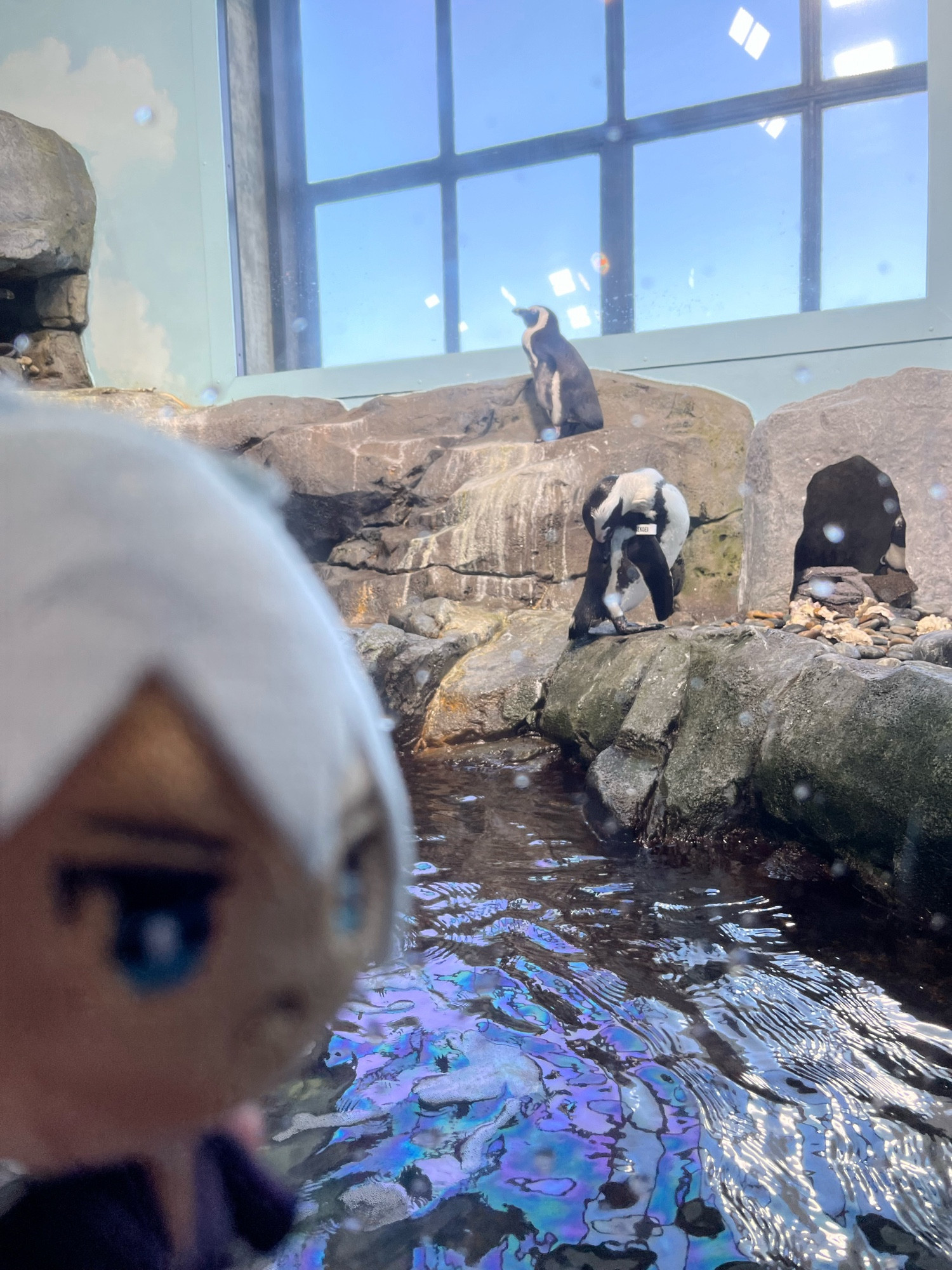 a picture of the k’ kofg plush. the image is focused more on the penguins in the back.