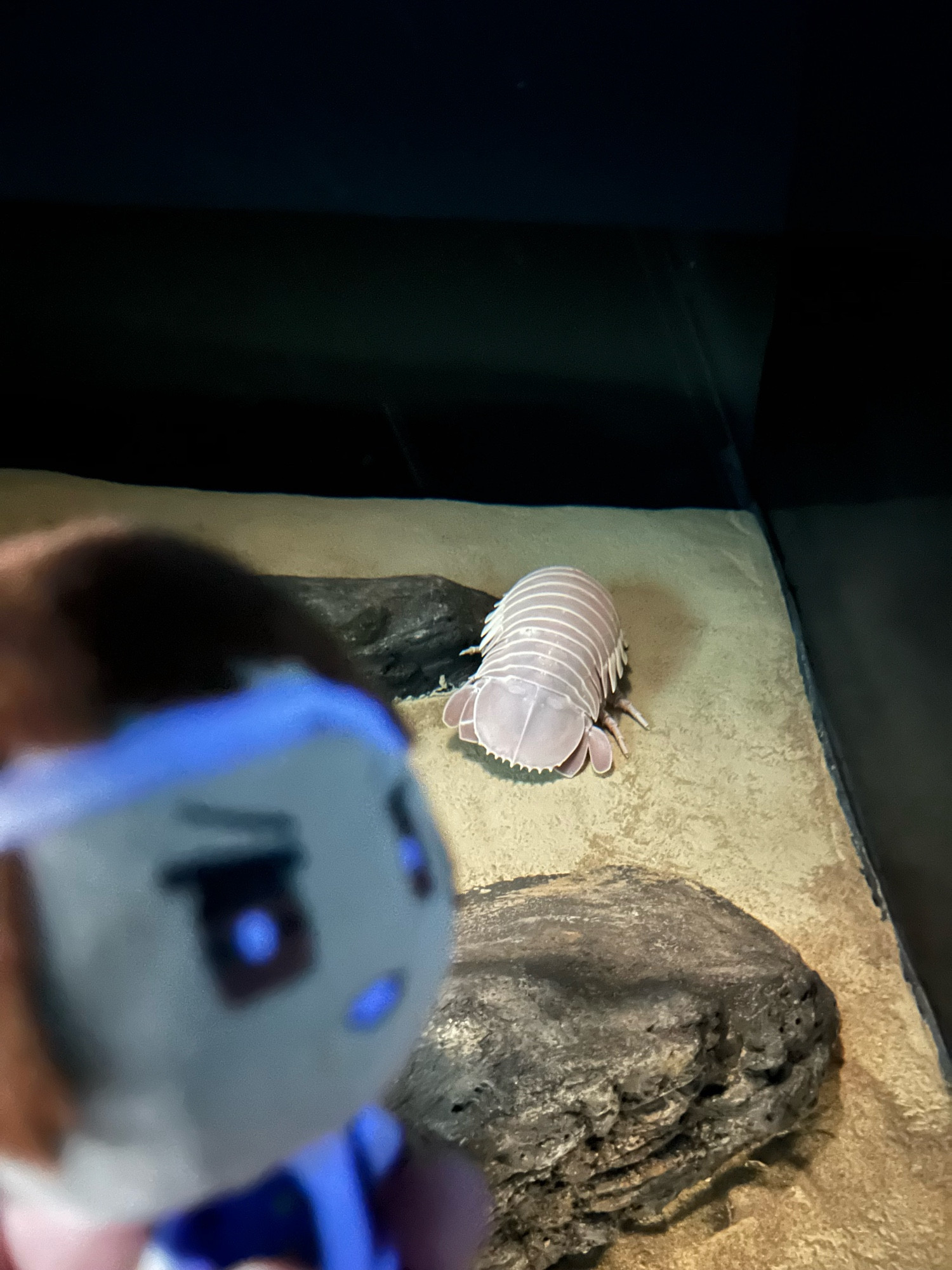 a picture of the kofg shingo keychain plush. the image is more focused on the giant isopod in the back.